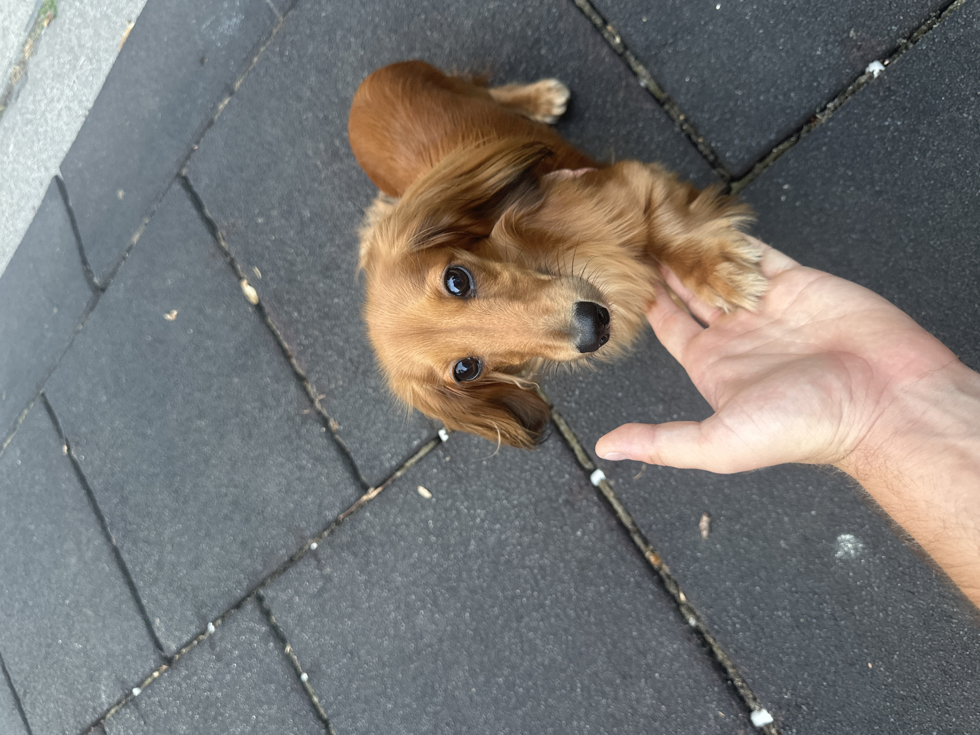 Reddish-brown dachshund chills in a Vienna park