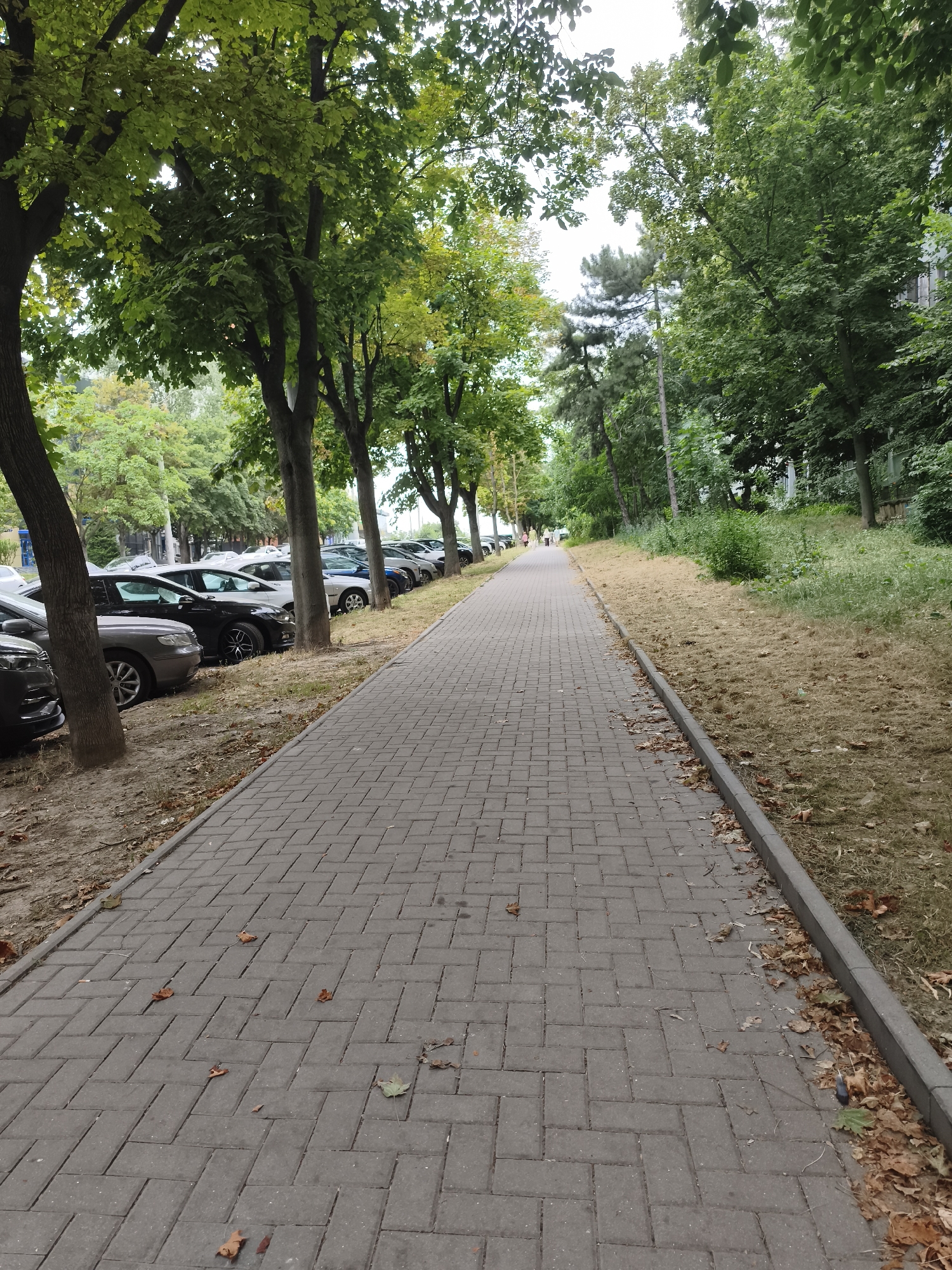 Tree-lined pedestrian walkway with parked cars, Chișinău