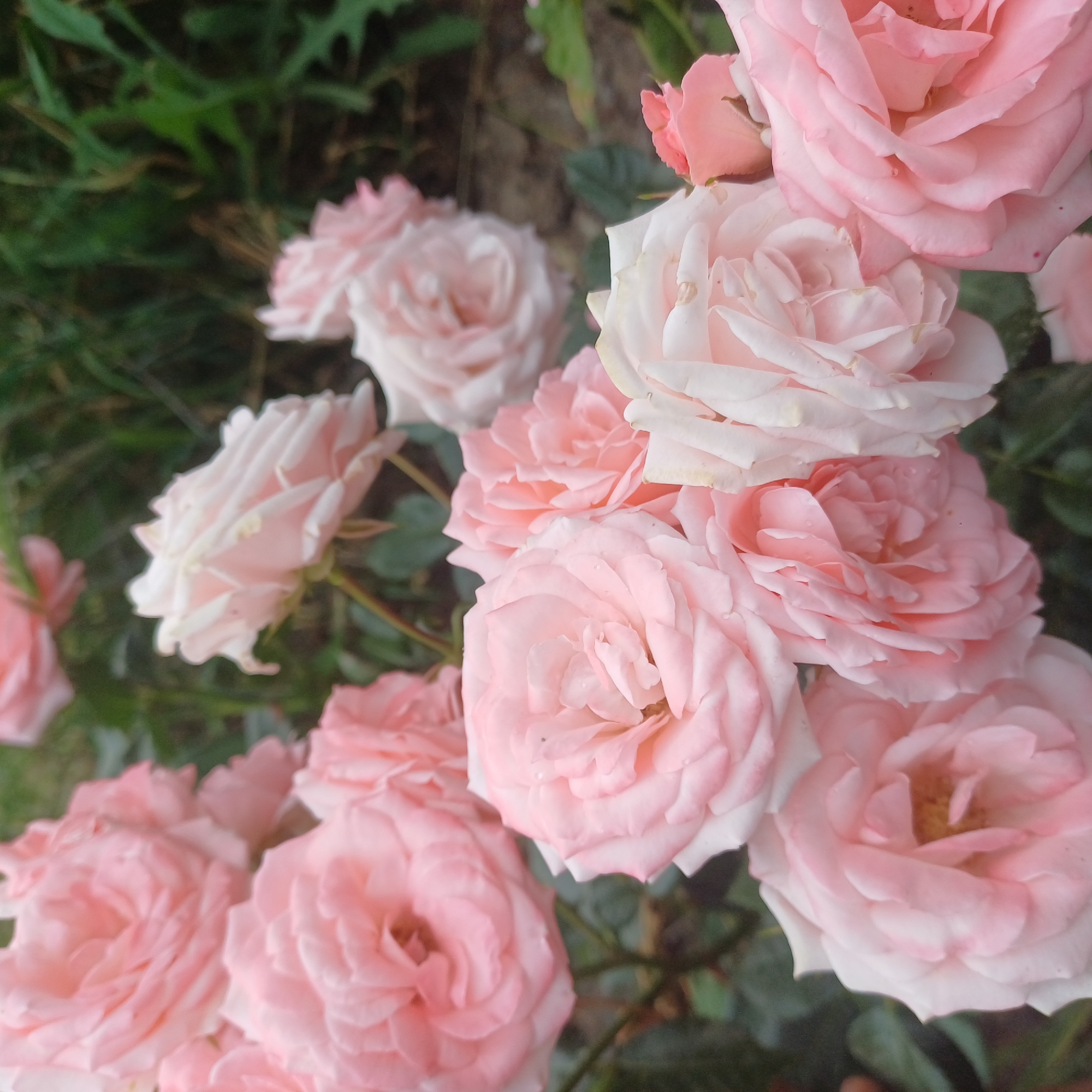 Pale pink roses photographed in bloom near Zorak, Armenia