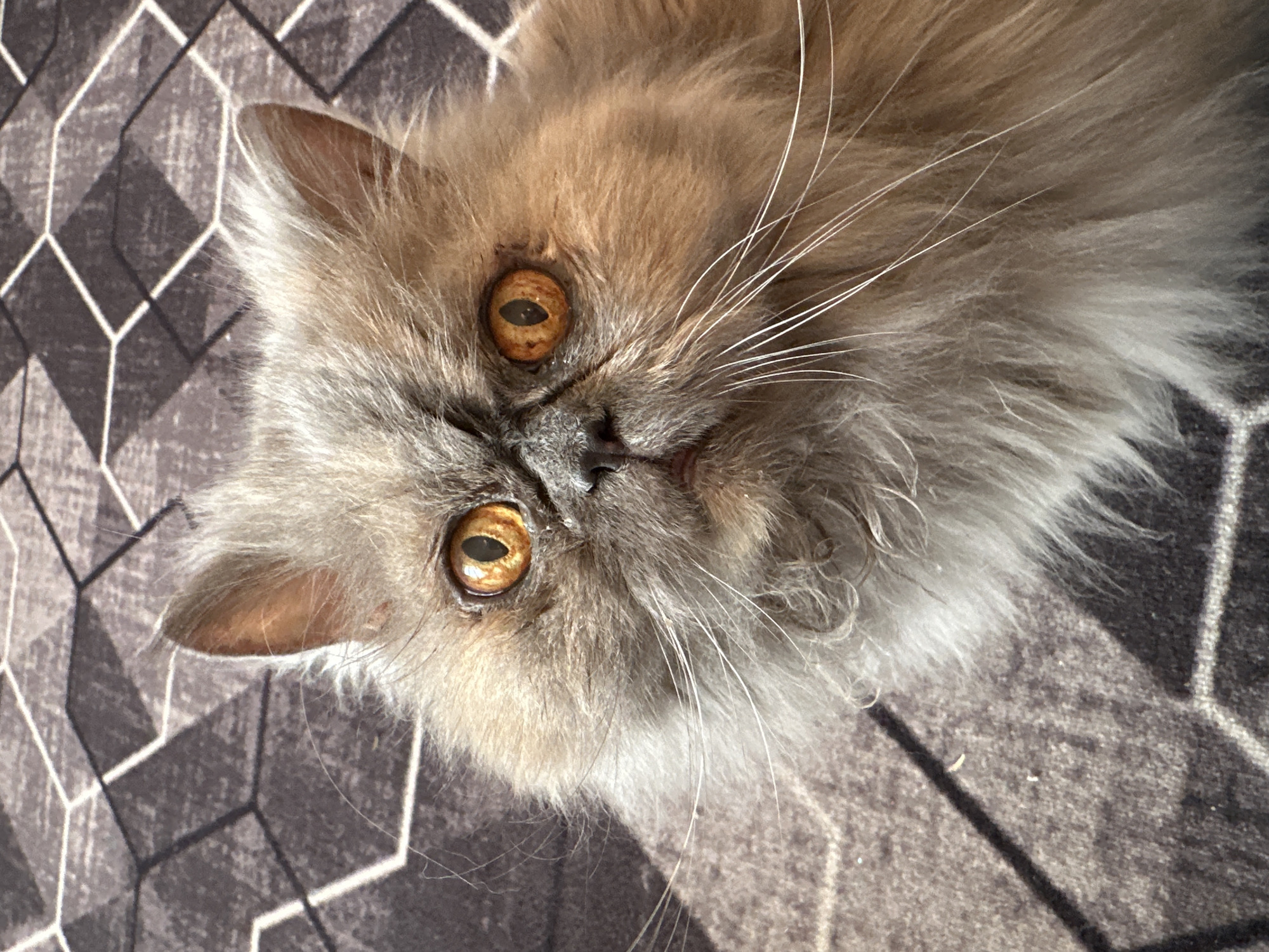 Nighttime domestic moments with Persian cat captured in Chaikovsky