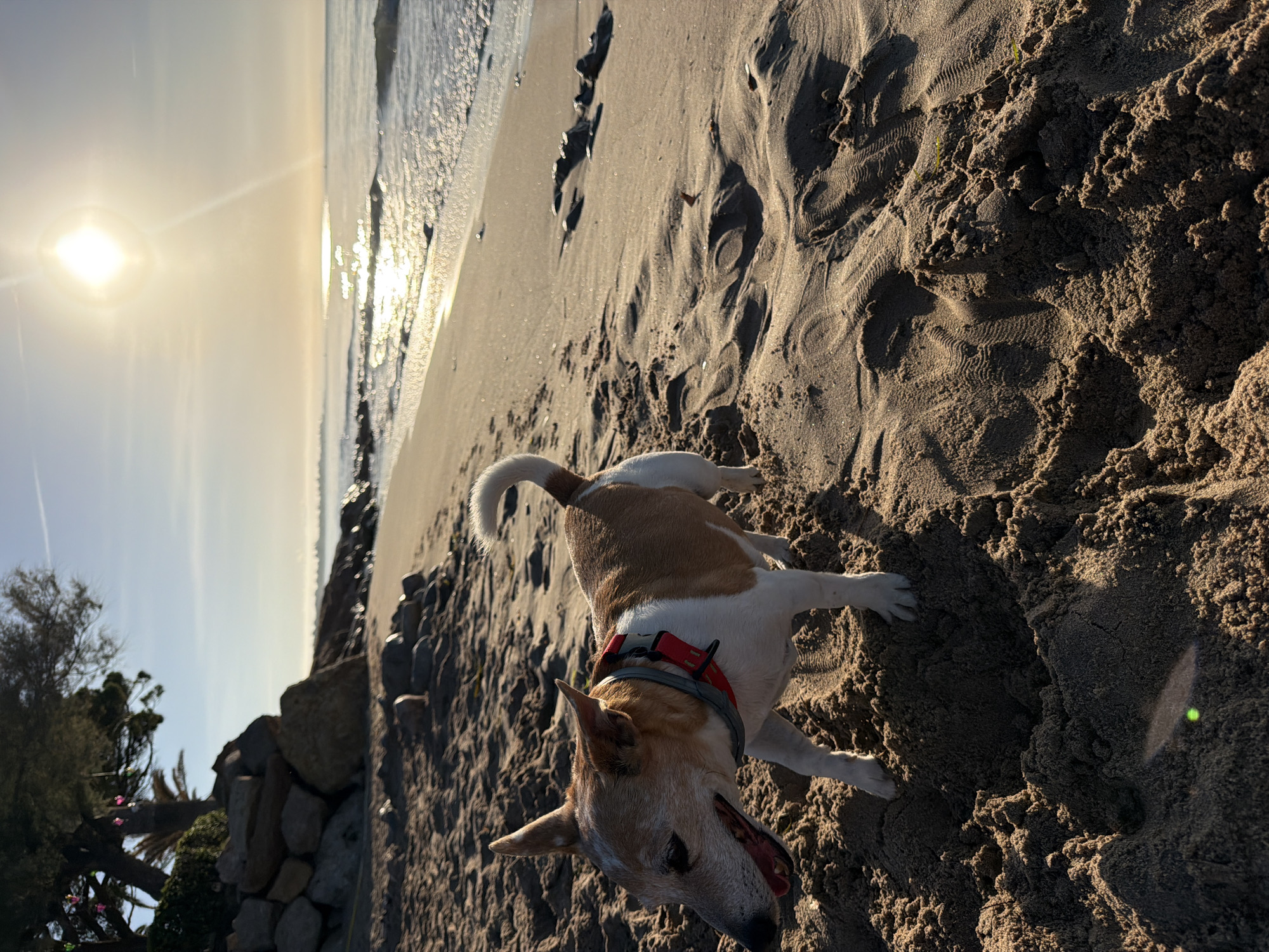 Dawn beach walk with dog captured in Mont-roig del Camp