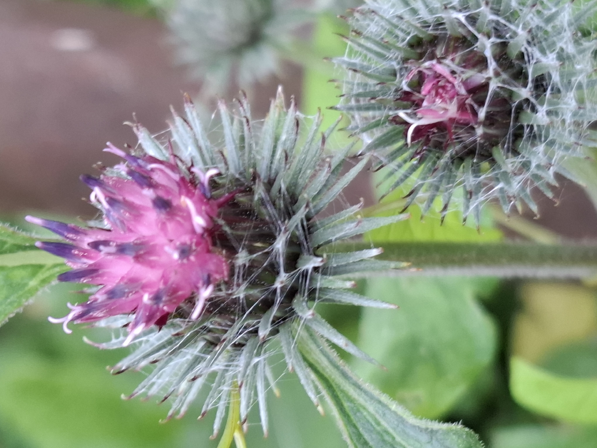 Garden macro series: flowers, snails, and early cucumbers