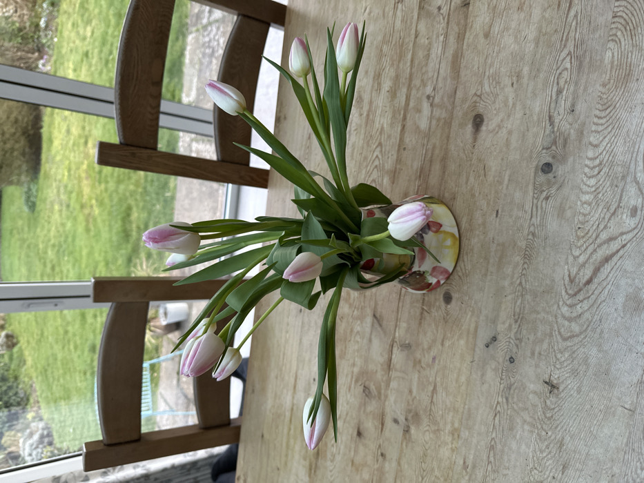 Valentine's dinner preparation with lasagna and tulips in West Suffolk