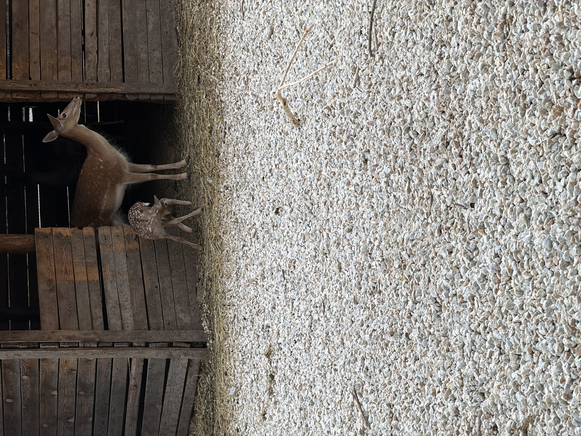 Afternoon zoo visit documented in Pazardzhik, Bulgaria