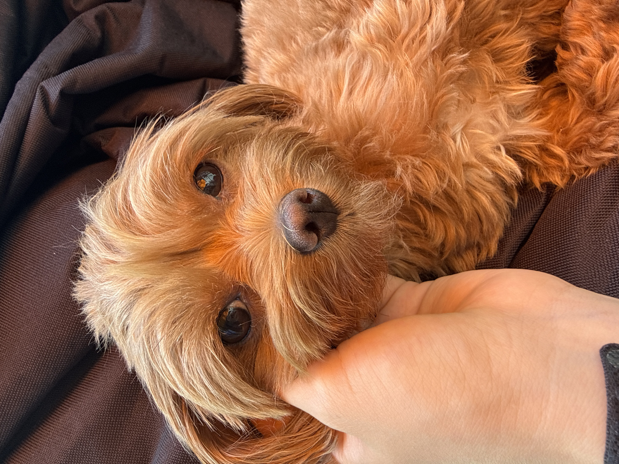 Scruffy brown dog relaxing and getting pets in Prague