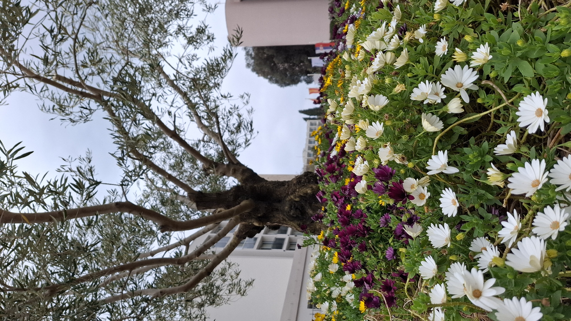 Ground-level upward view captures urban tree and cityscape