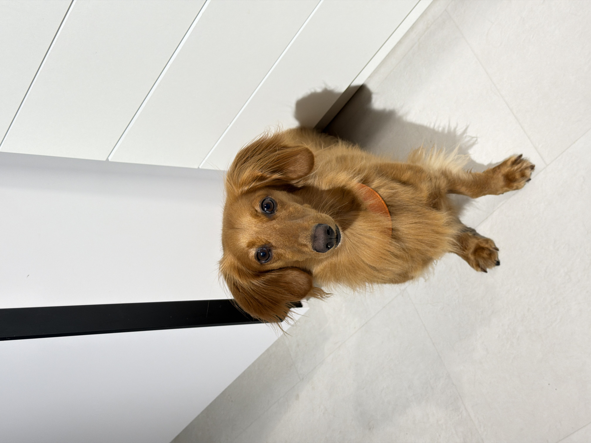 Dachshund hangs out at home in Sochi one evening