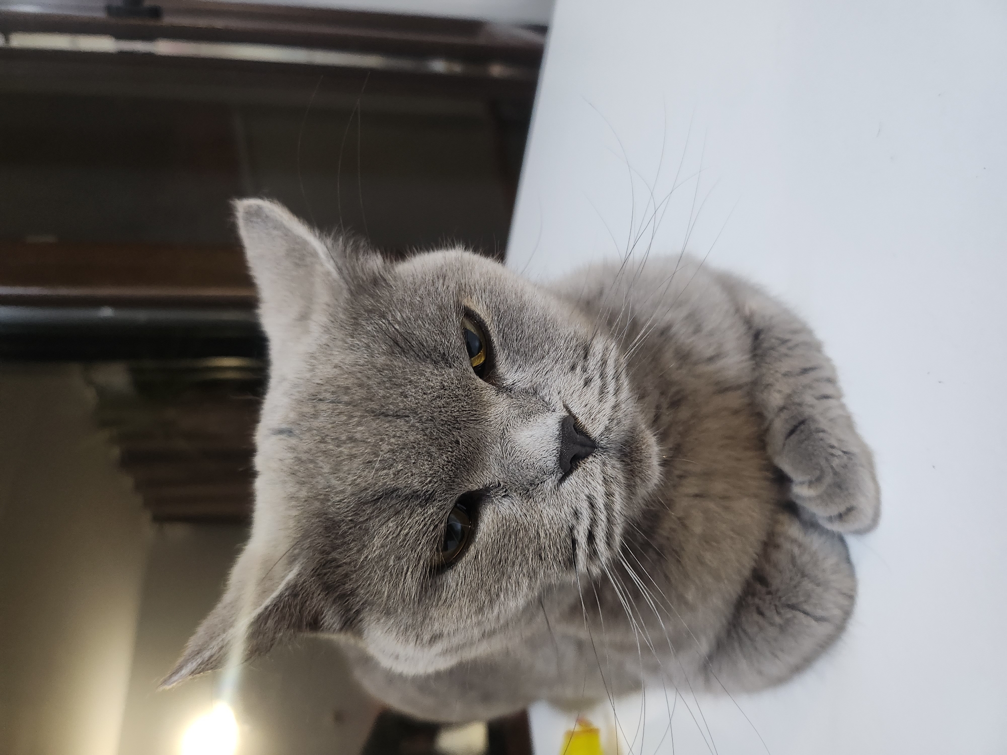 Grey British Shorthair does what it does best in Tsarevo
