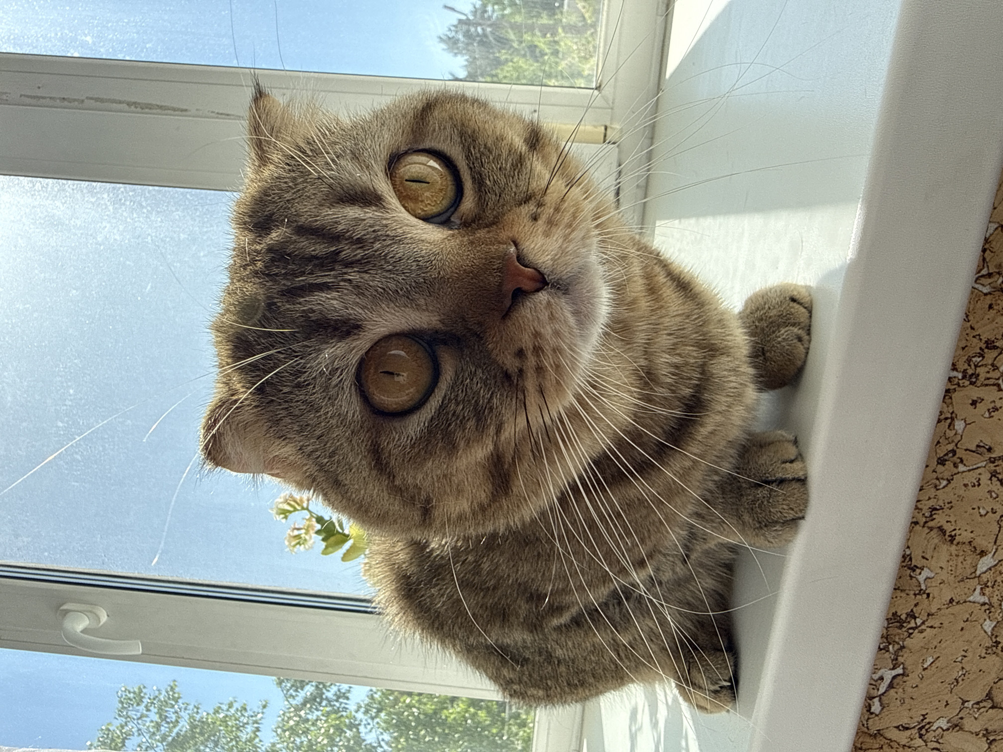 Woman photographs selfies with tabby cat and orchids indoors