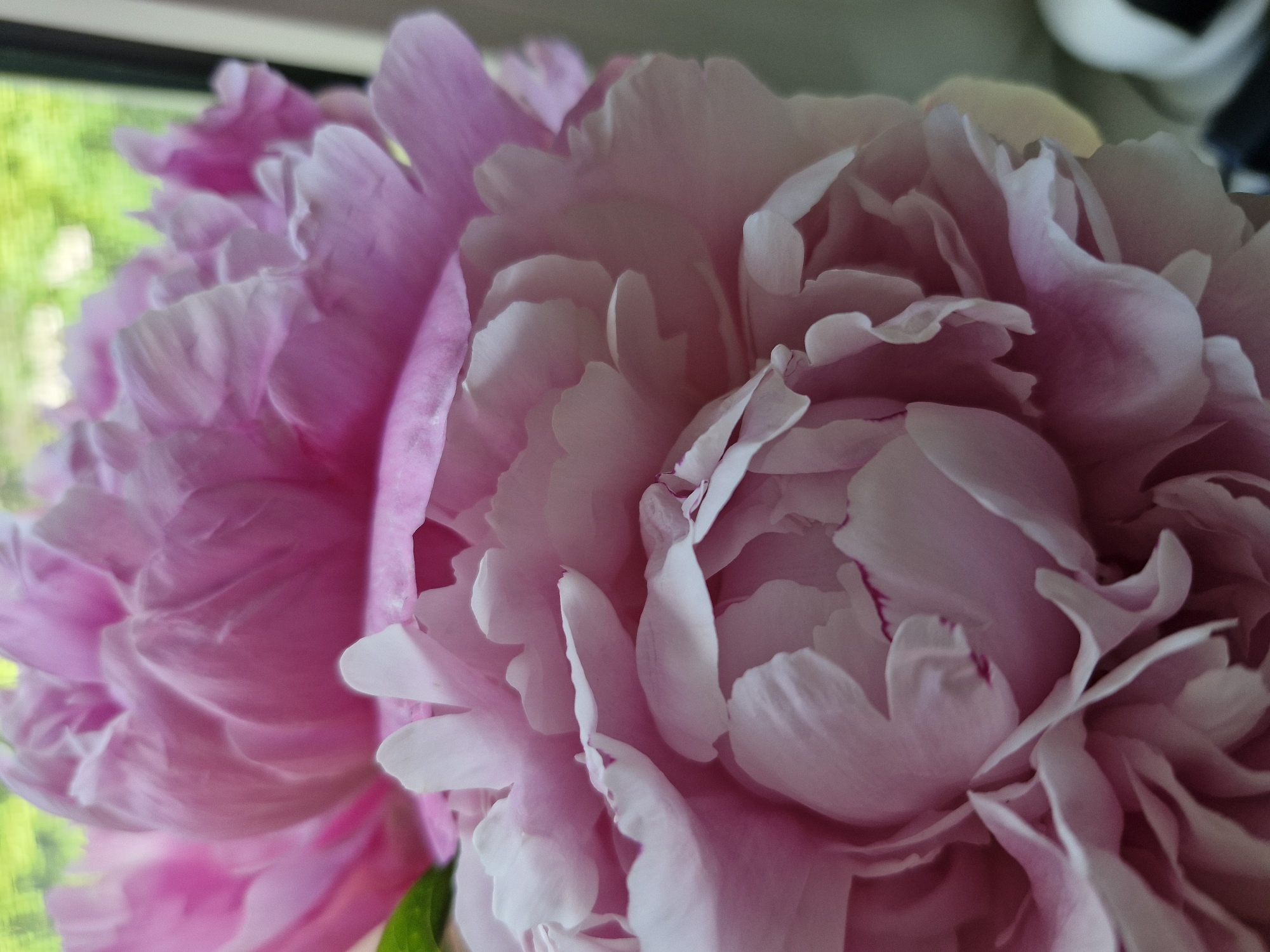 Rural drives, flower close-ups, and Chihuahua portraits documented