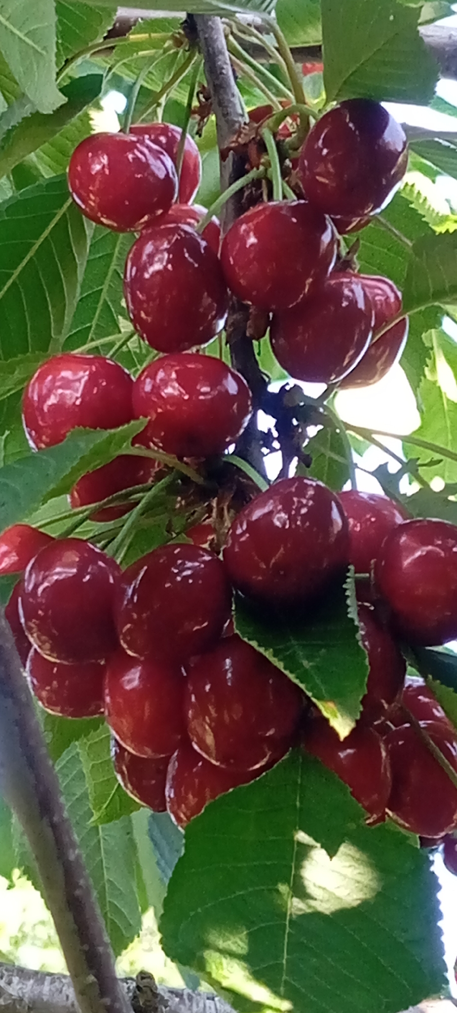Cats, cherries, and garden blooms on a June morning in Baksan