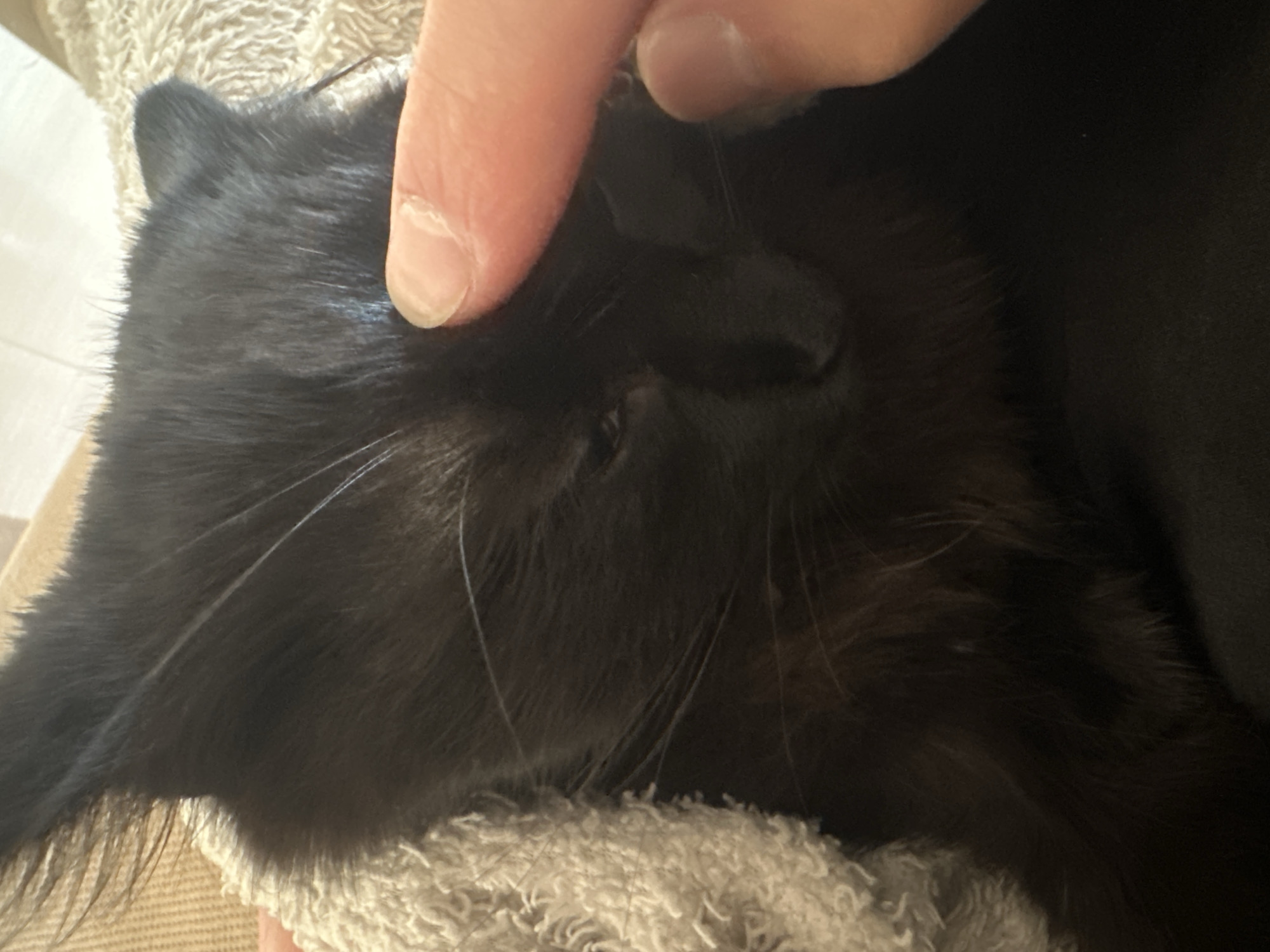 Person gently pets black cat wrapped in towel in Sofia