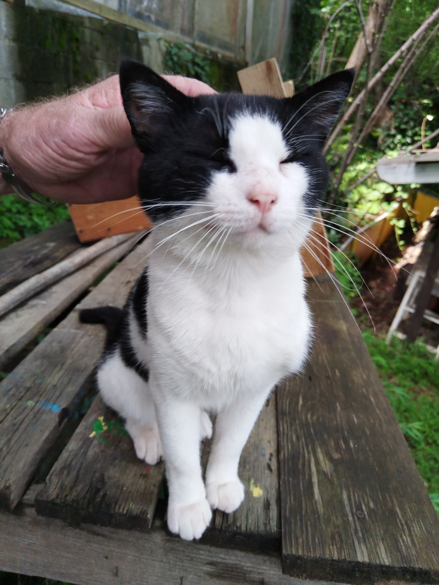 Contented cat soaks up attention on a worn wooden surface in Sochi