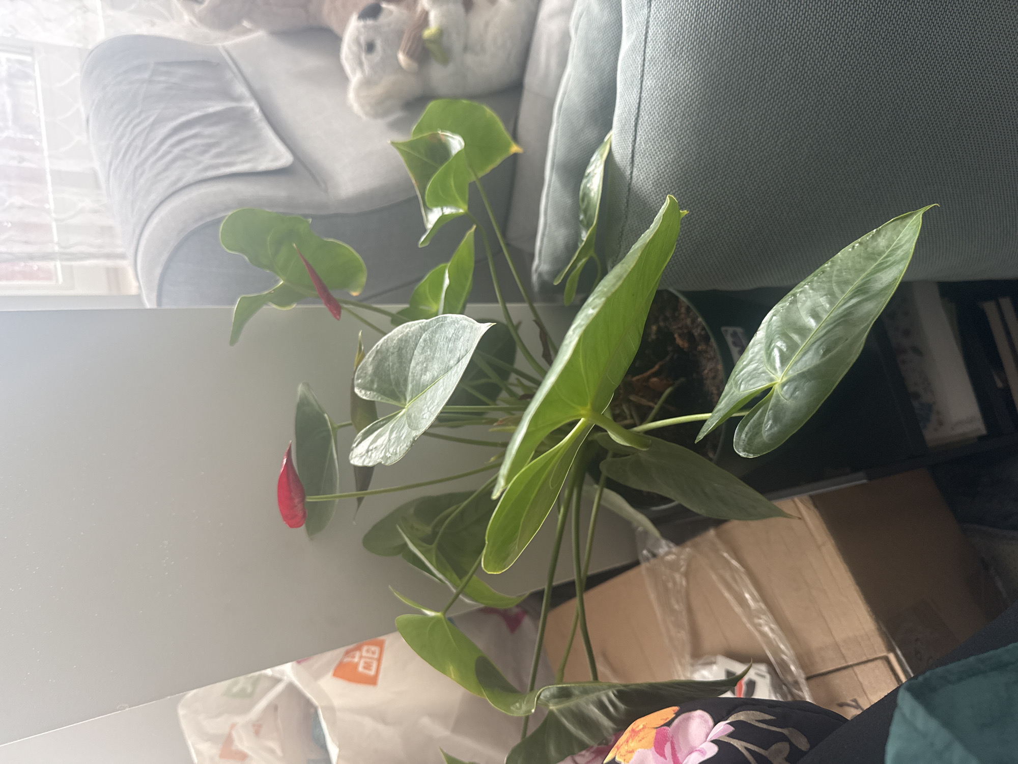 Domestic plant arrangements documented in Asenovgrad home