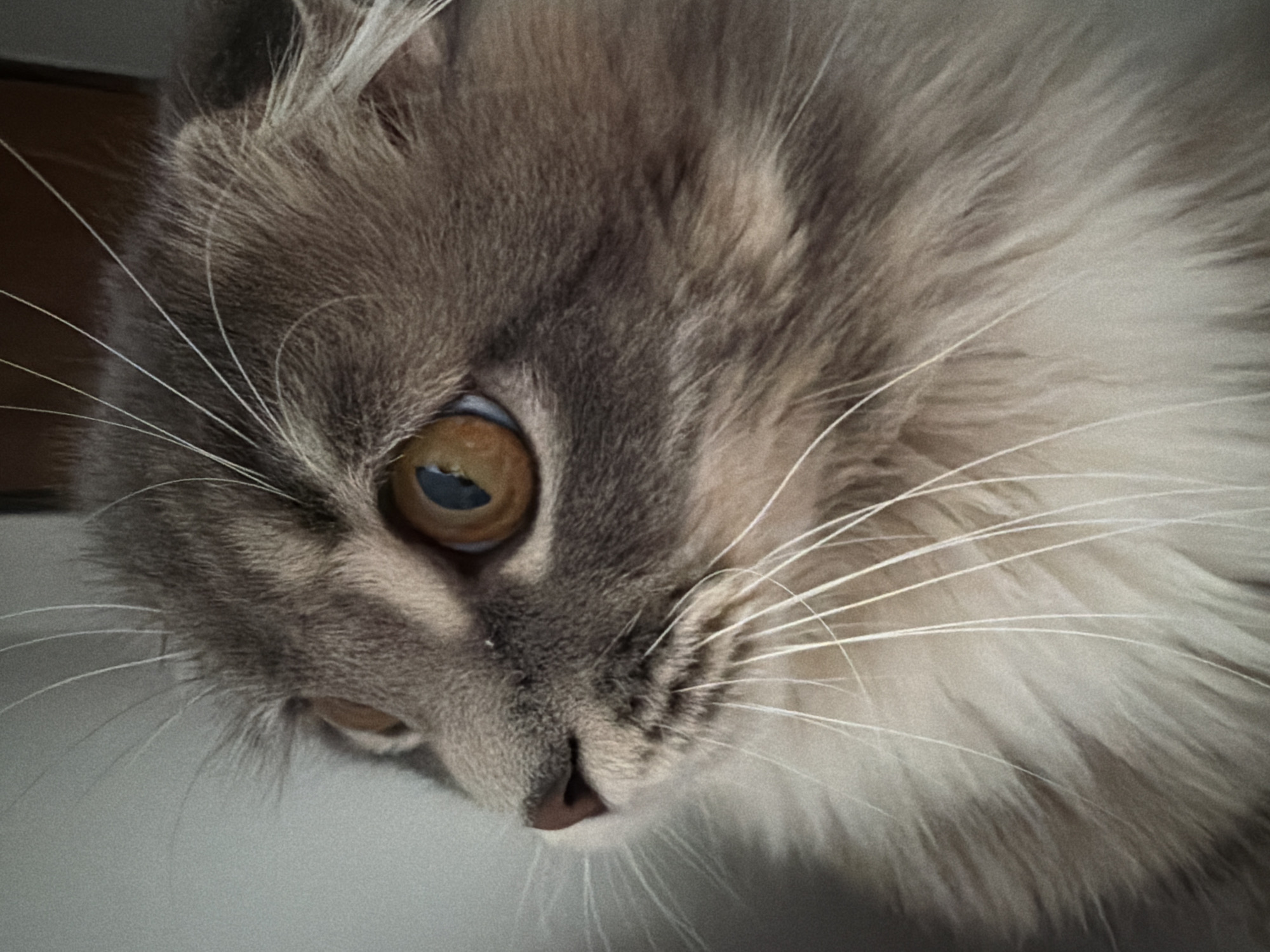 Scottish Fold cat fills an afternoon in a Ukrainian apartment