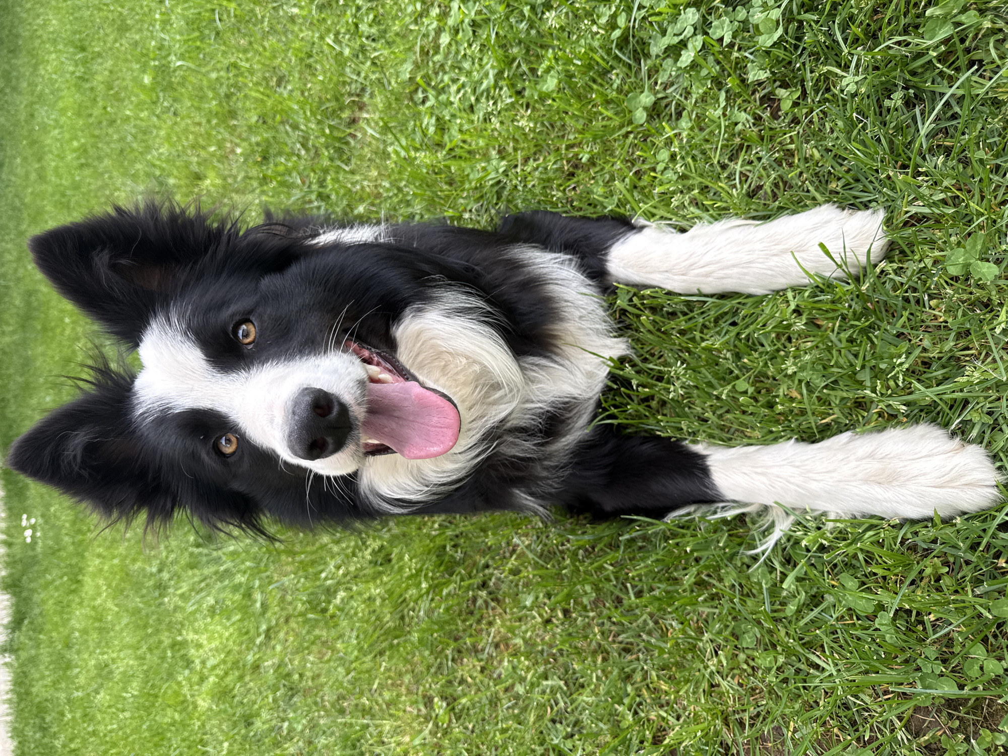Playful Border Collie enjoys afternoon in Bulgarian mountain town