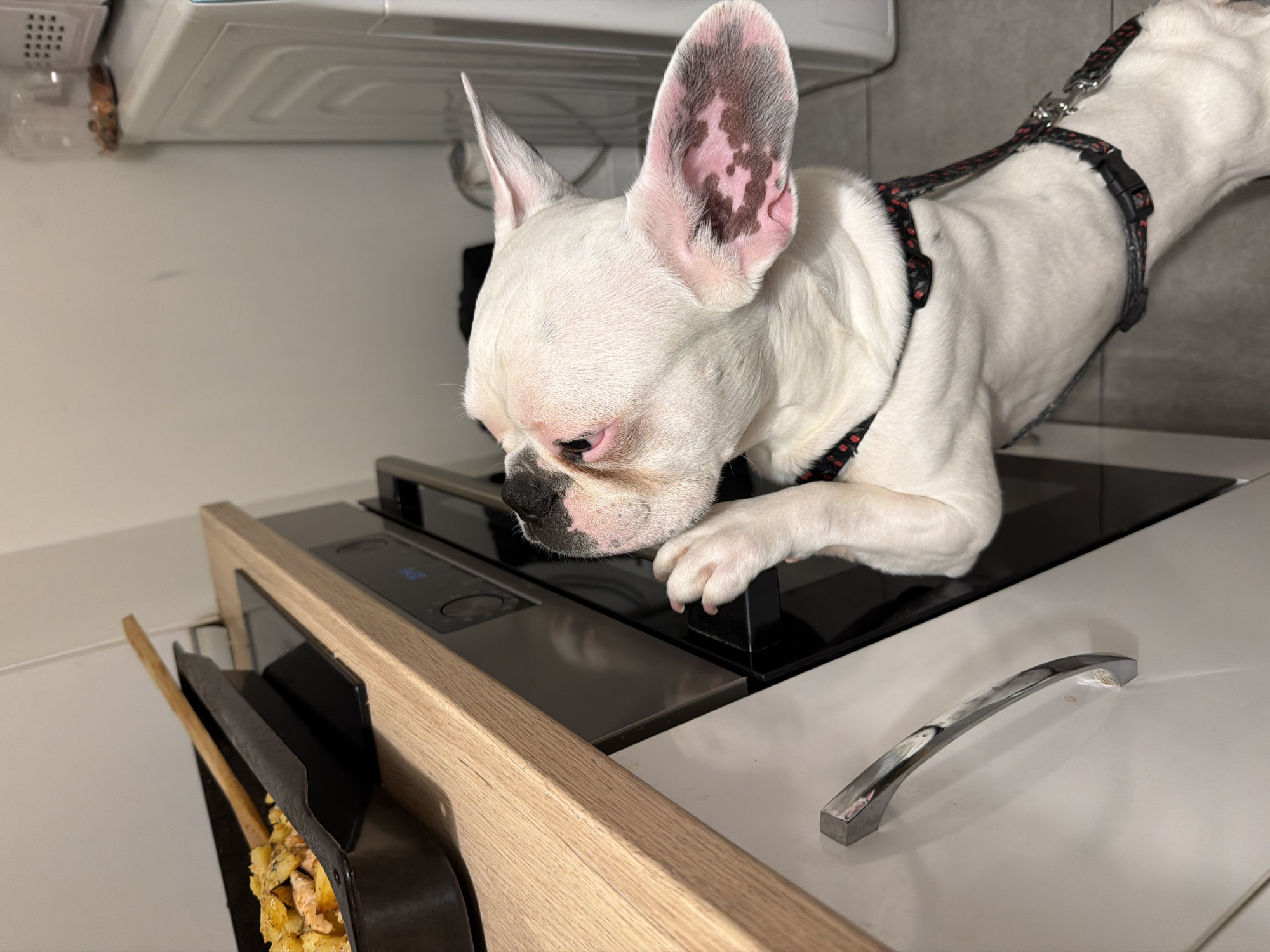 French bulldog investigates an open oven in Sofia