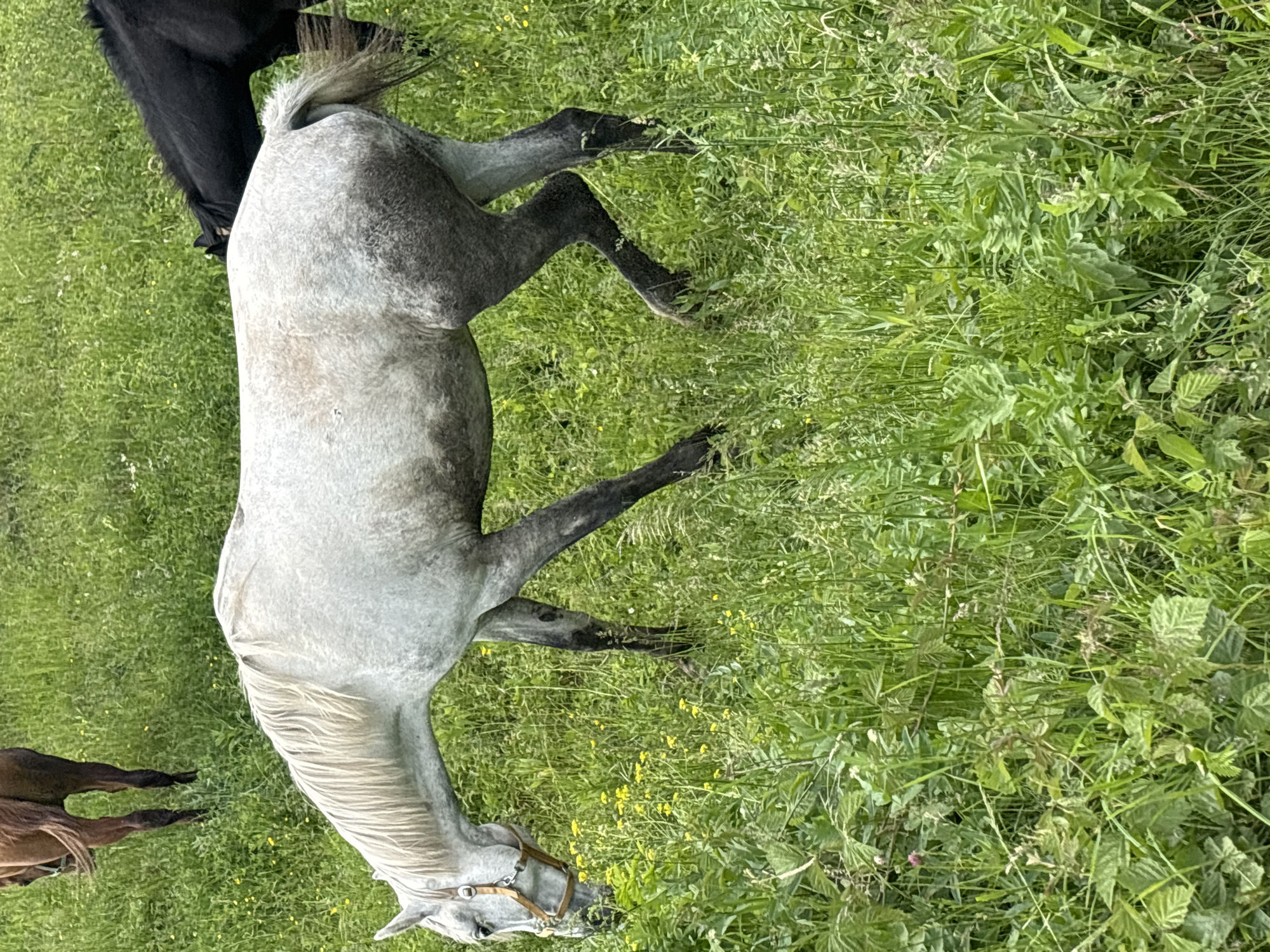 Horse herd grazes in Russian meadows under cloudy skies