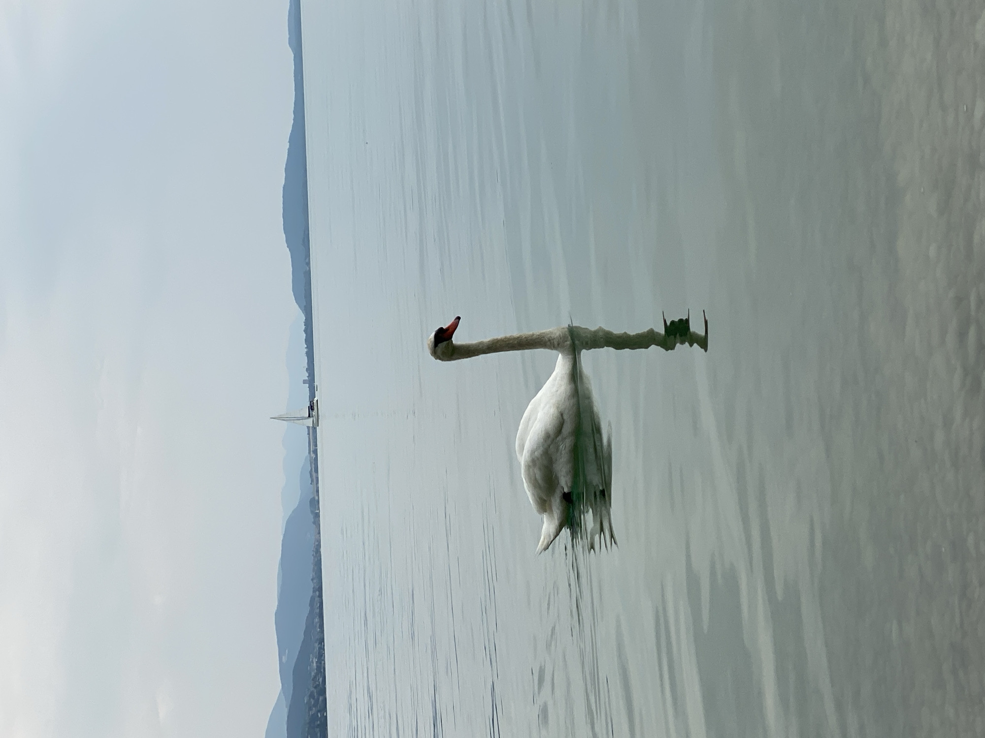 Swans on Lake Neuchâtel, Cortaillod, summer afternoon