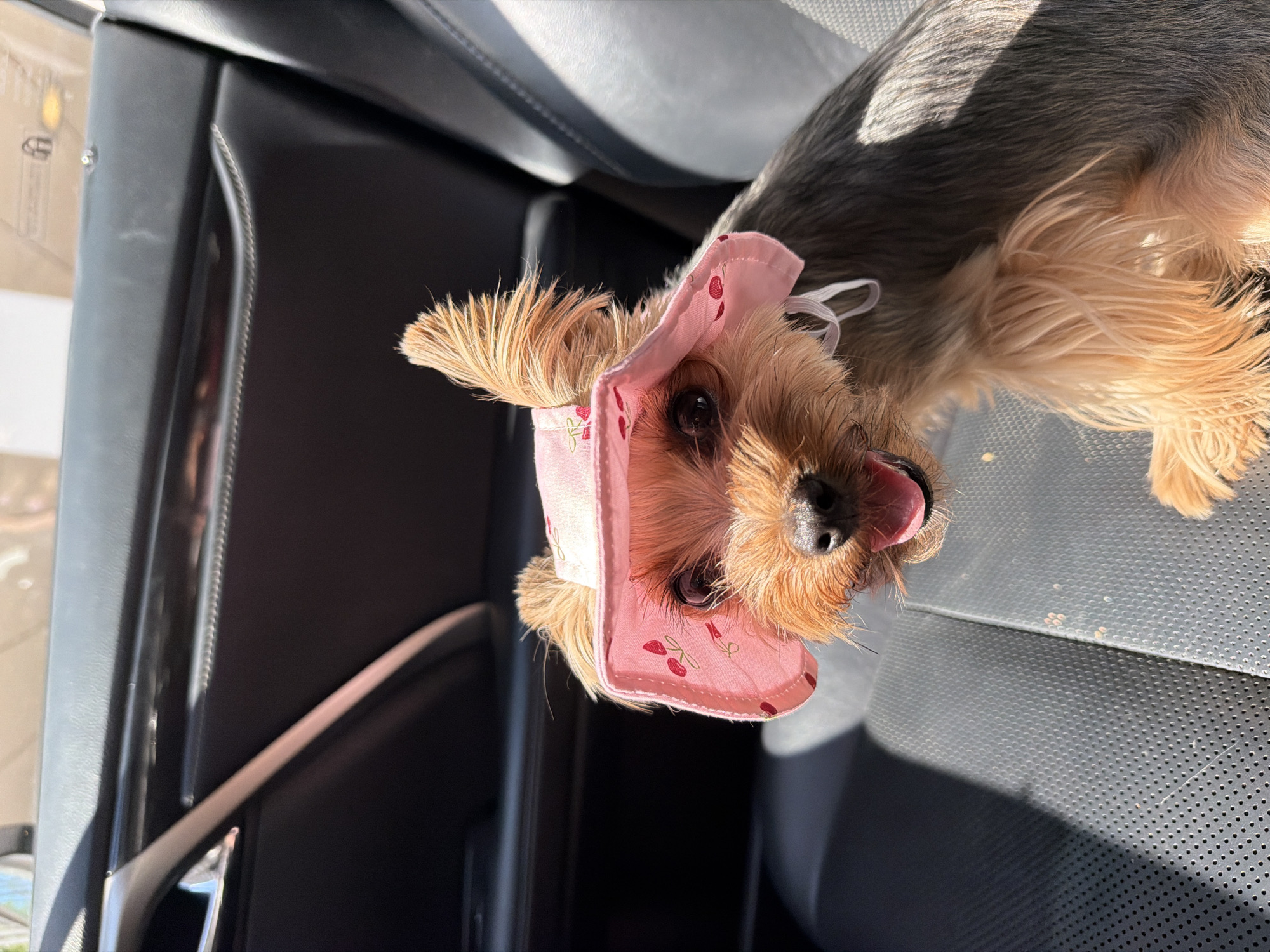 Yorkshire Terrier in a cherry sun hat rides shotgun in Warsaw