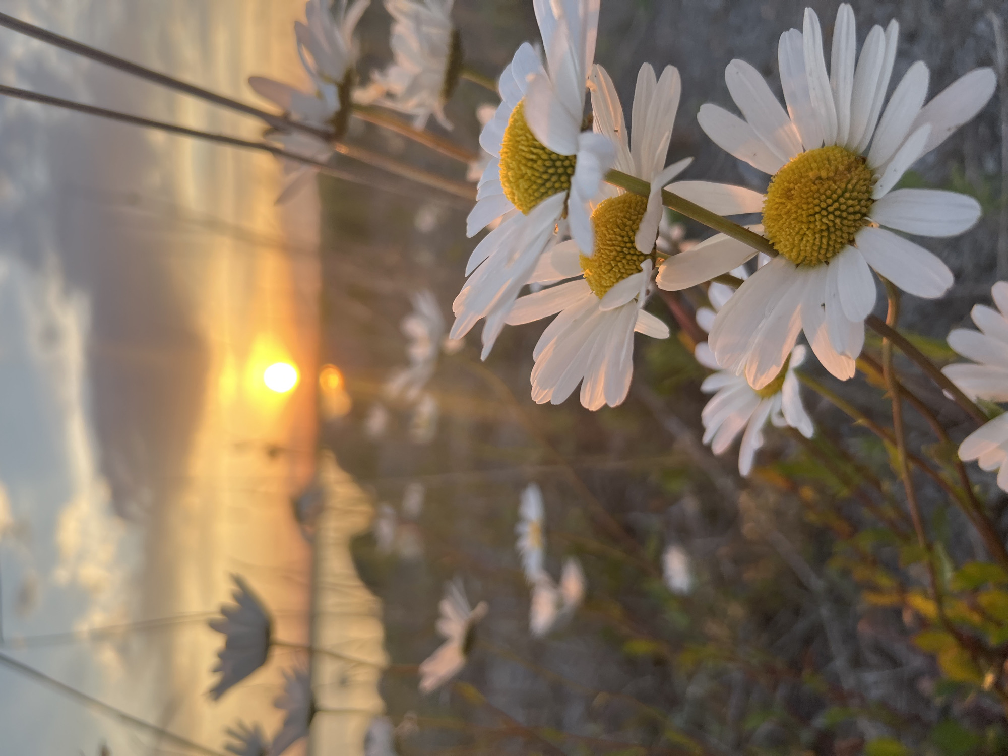 Wildflowers and Baltic sunset, golden hour in rural Estonia