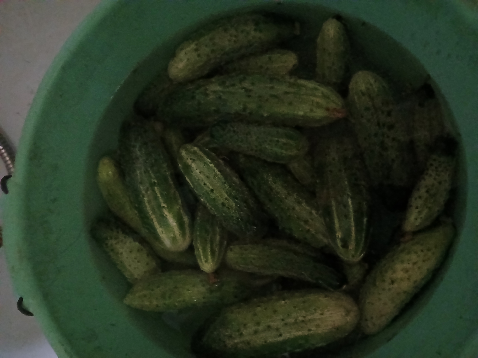 Fresh cucumbers soaking in a green basin, Lipetsk