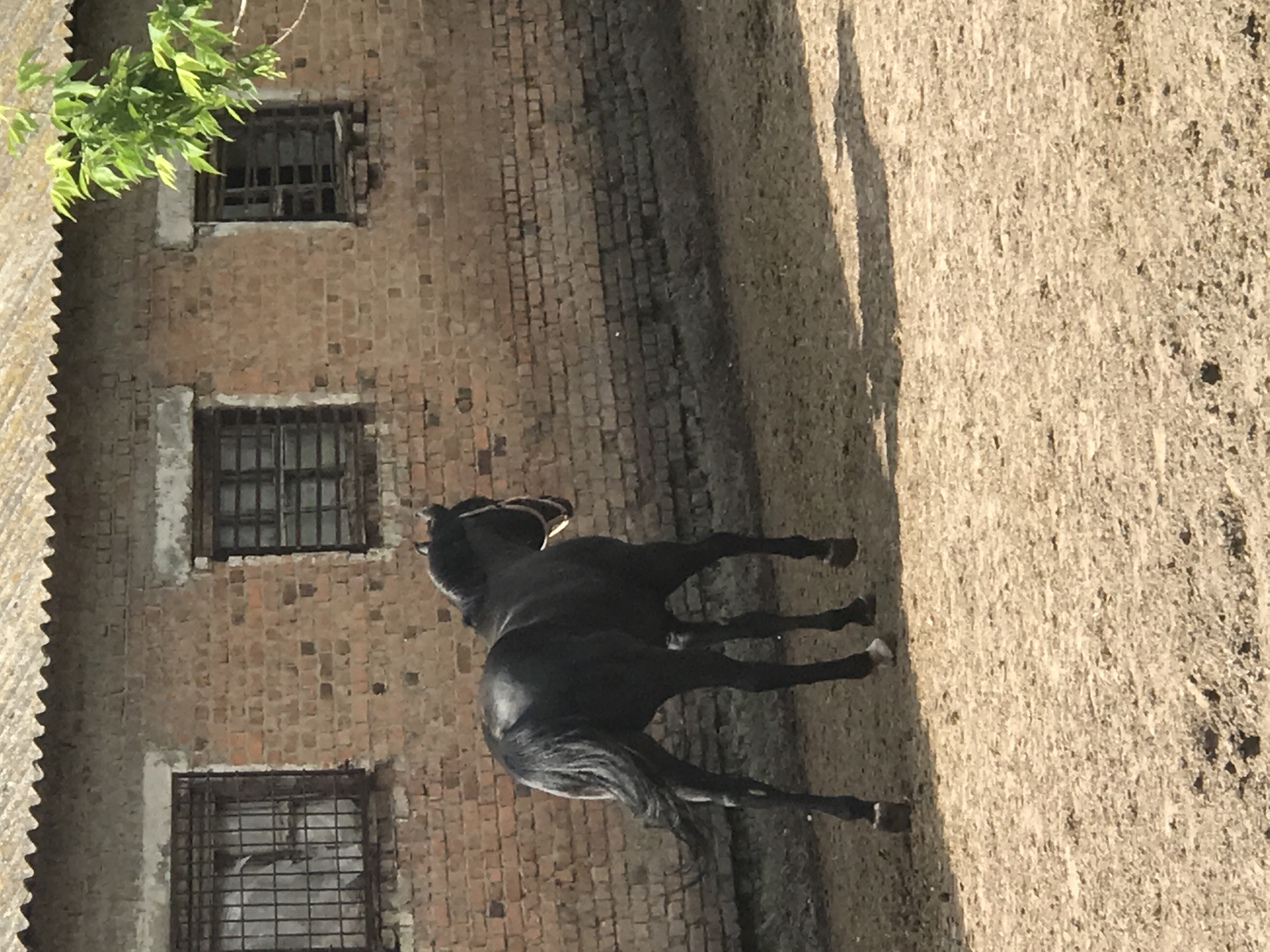 Black horse spotted in enclosure in Kharkiv, Ukraine
