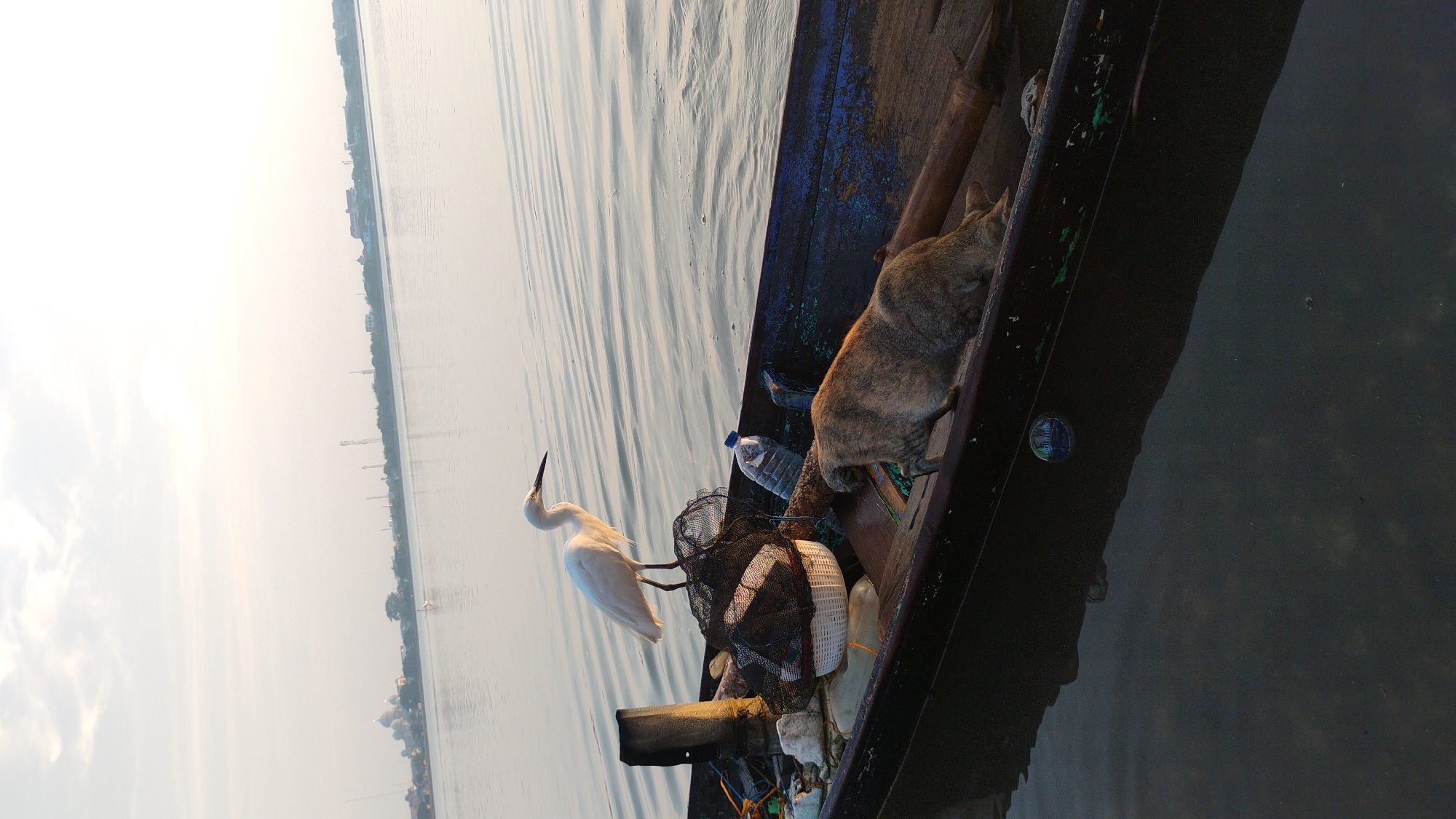 Egret and cat share a fishing boat on calm Indonesian waters