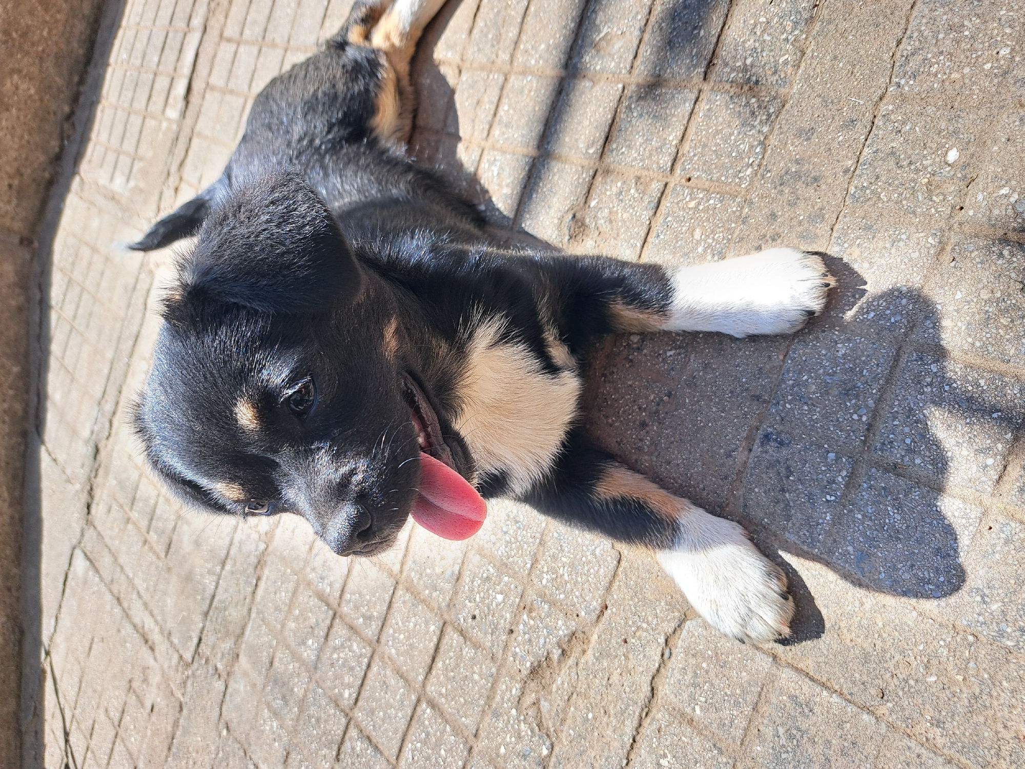 Puppy and home cooking documented in Bulgarian village