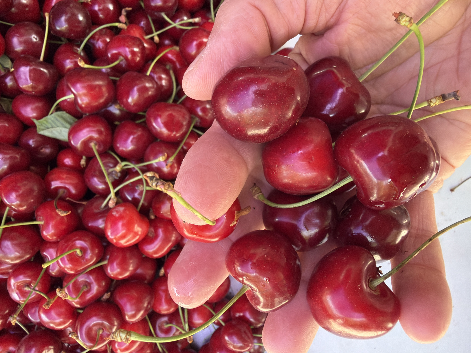 Early morning fruit market activity captured by witnesses
