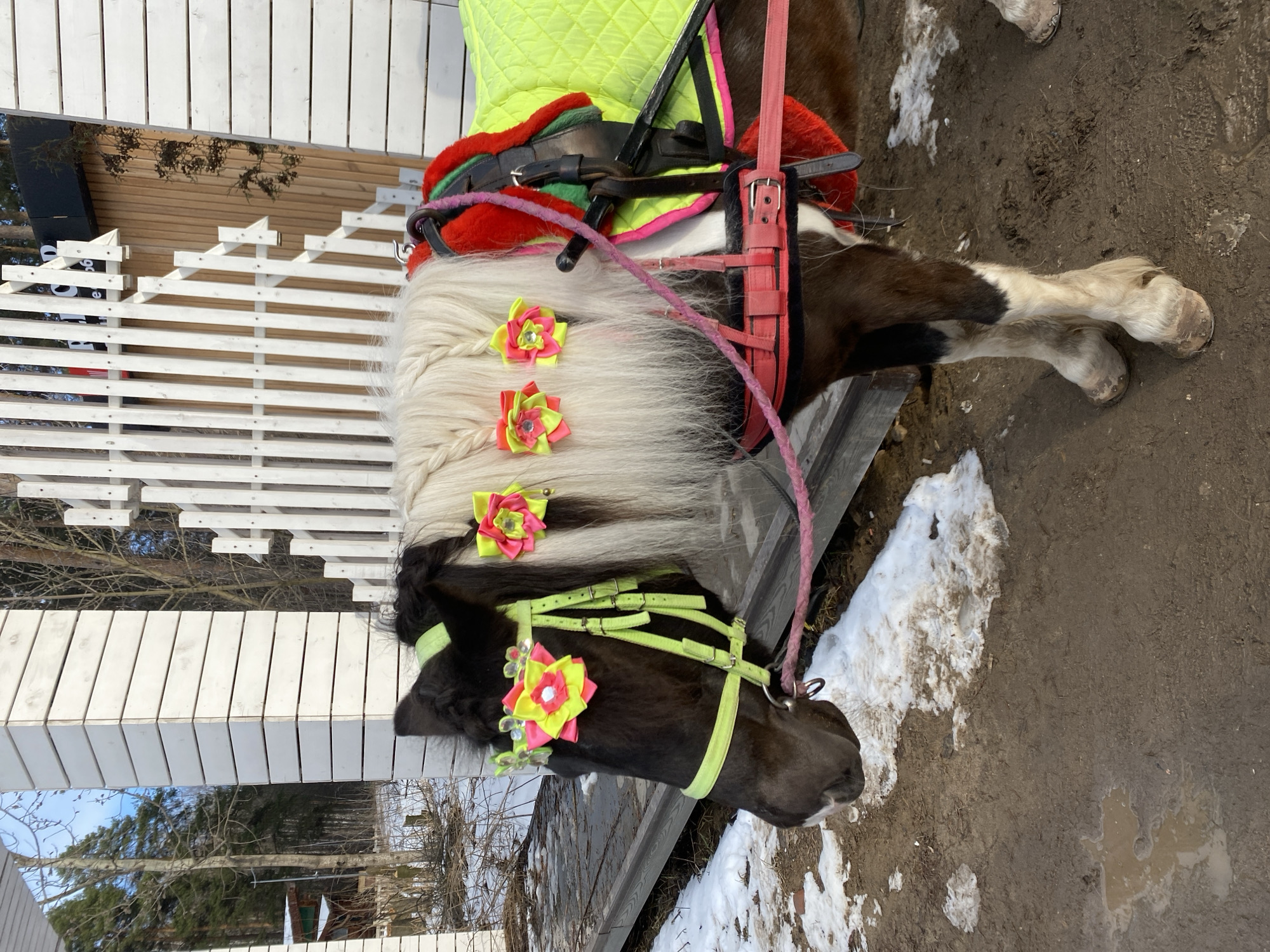 Decorated pony cart ride observed in Perm, Russia