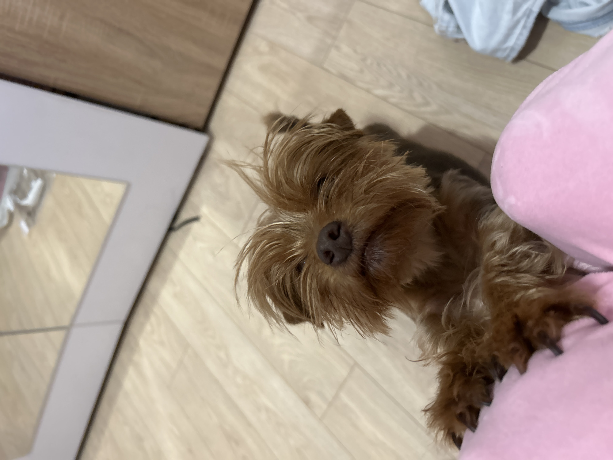 Dog owner photographs Yorkshire Terriers during indoor playtime in Plovdiv