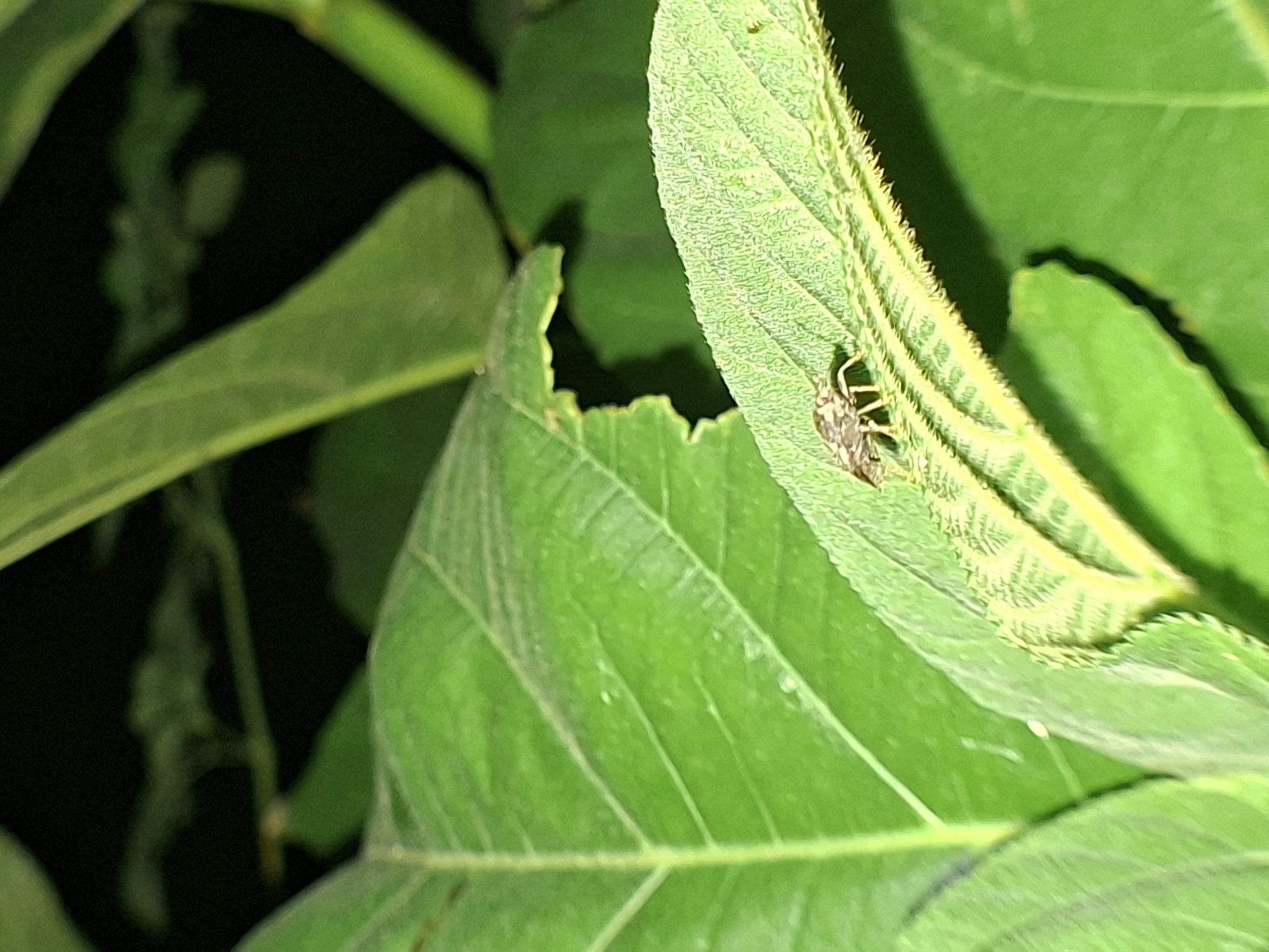 Indonesian villager documents wasps building nest, blooming flowers