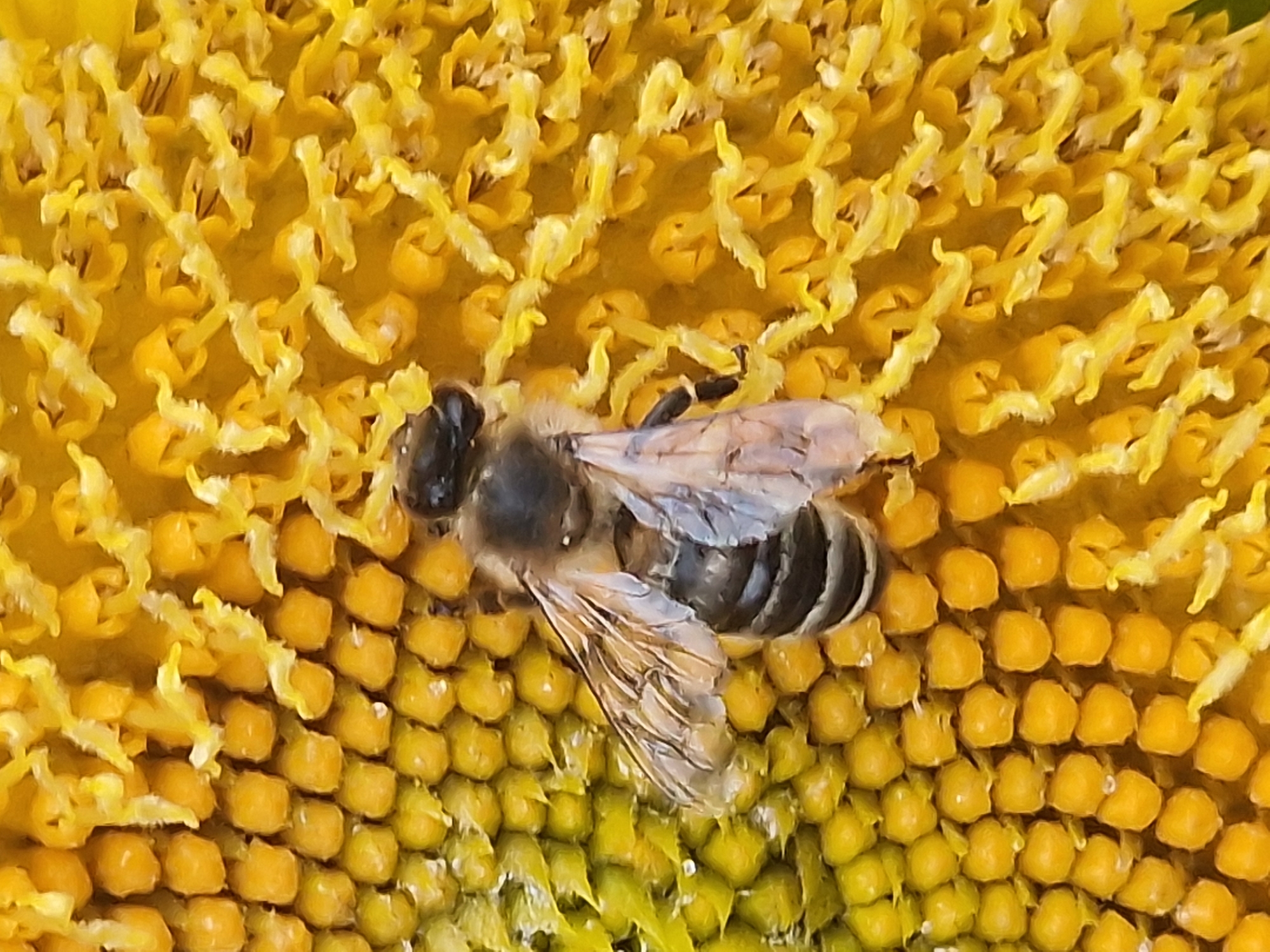 Bee foraging on a sunflower in České Budějovice