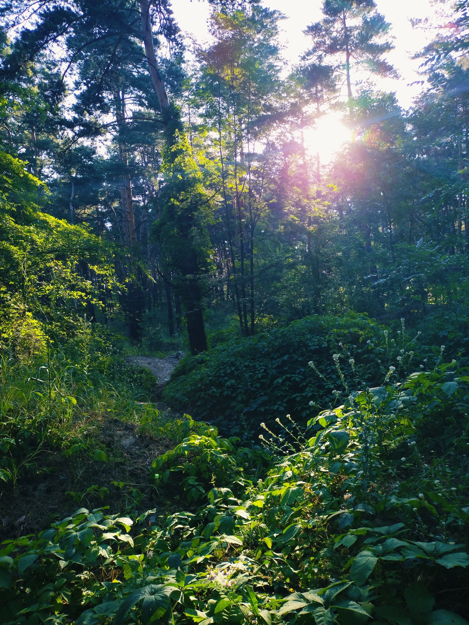 Forest walk with a Rottweiler through blooming Horishni Plavni parks