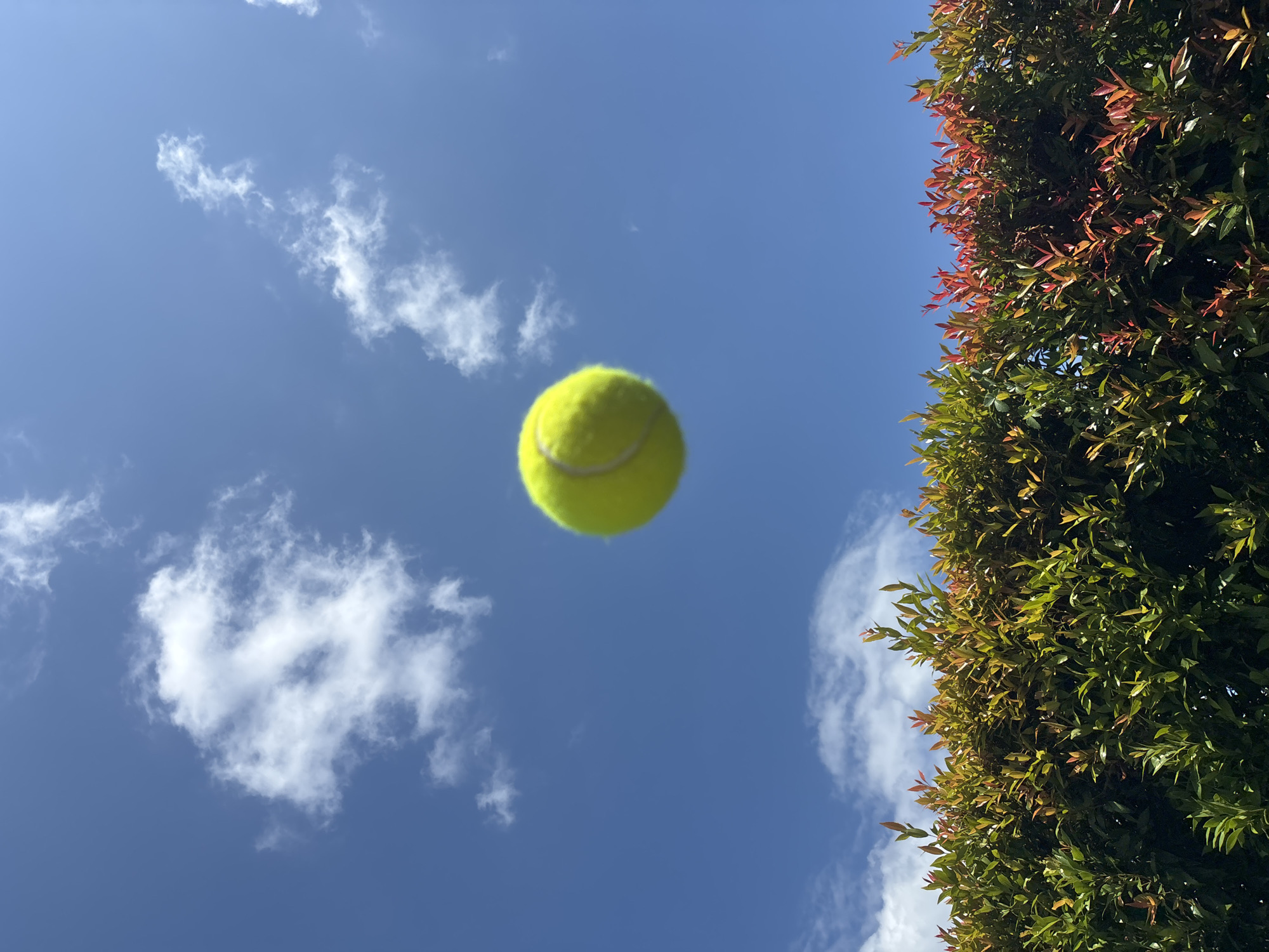 Tennis ball and sleeping cat captured in Mengwi morning