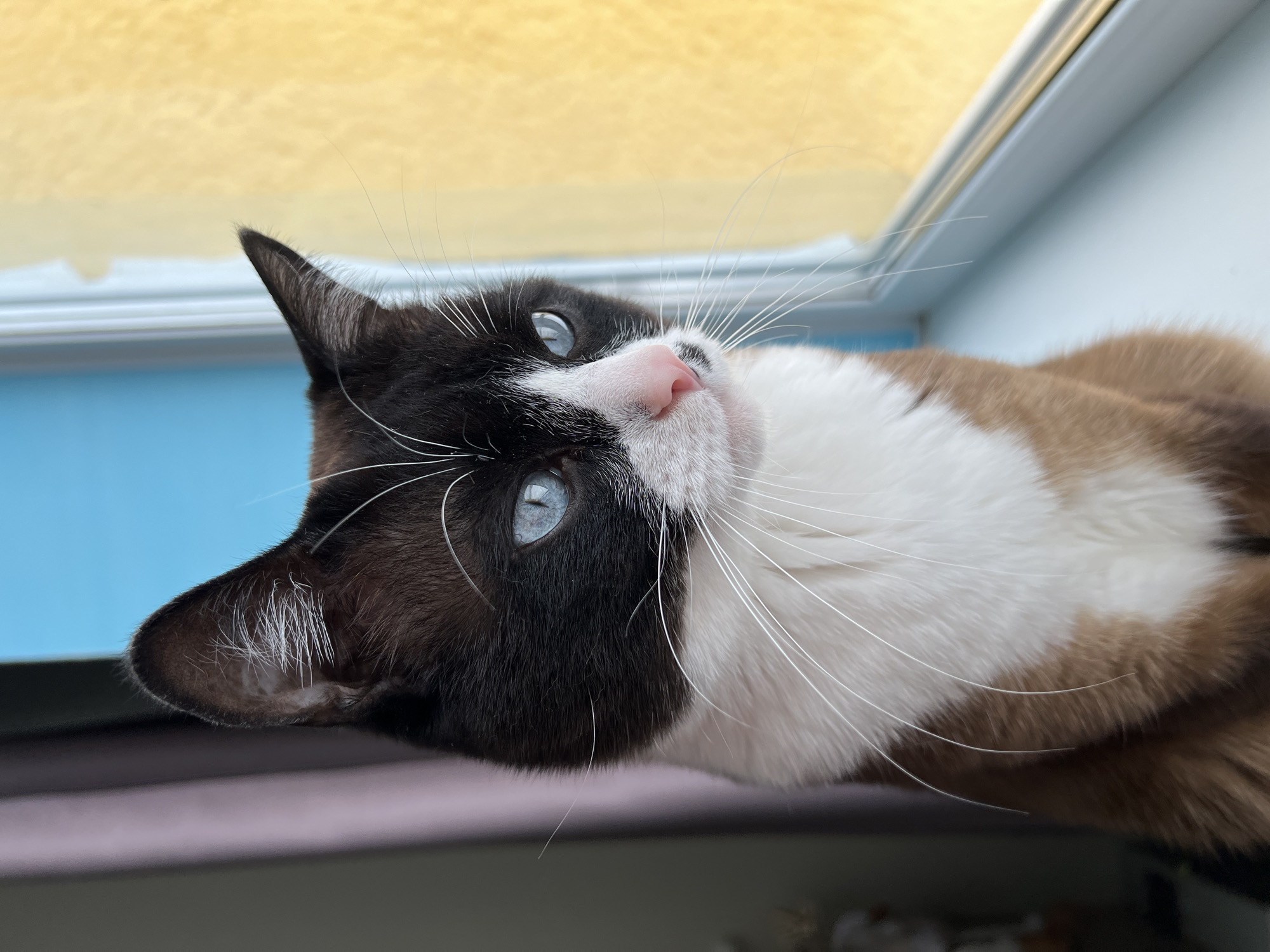 Family life and cats documented in Noviy, Russia homes