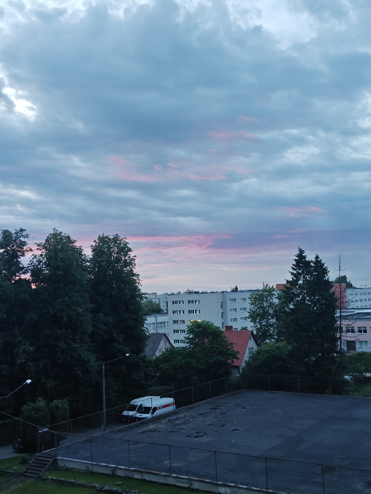 Tallinn midsummer evening: cats, wildflowers, and a soft dusk sky