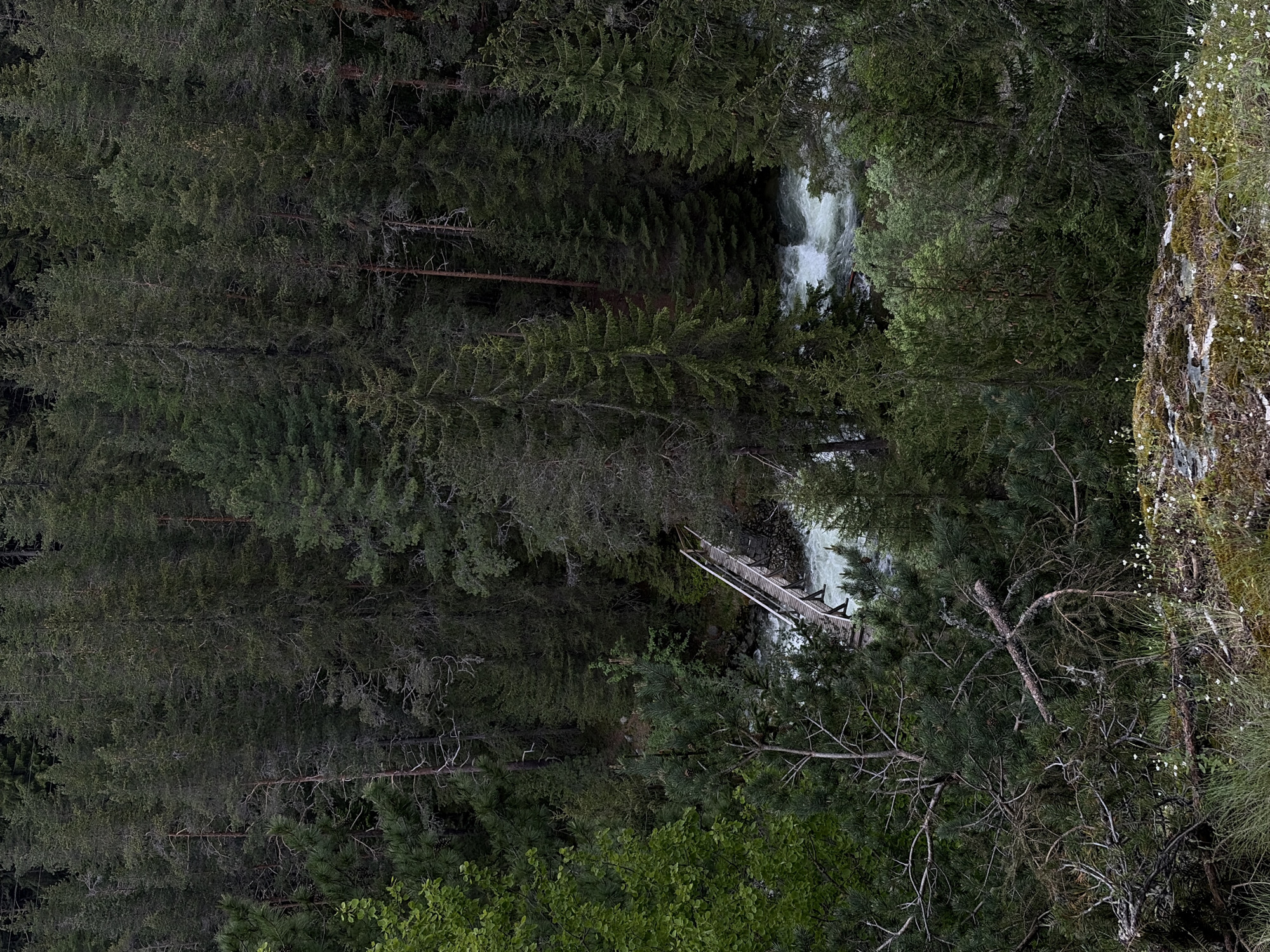 Forest hike with river rapids and sleeping cat documented