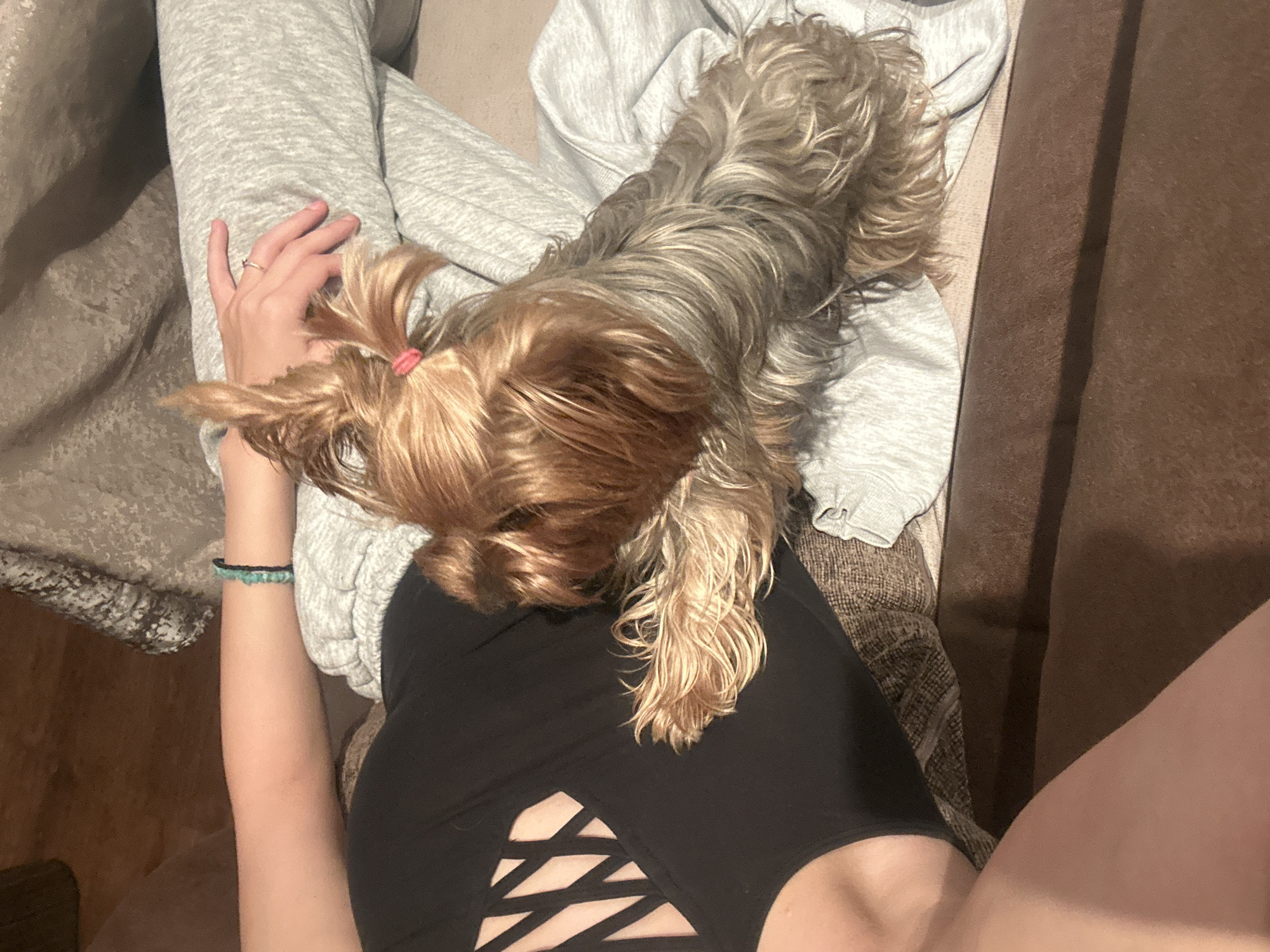 Yorkshire Terrier rests with owner on couch in Burgas