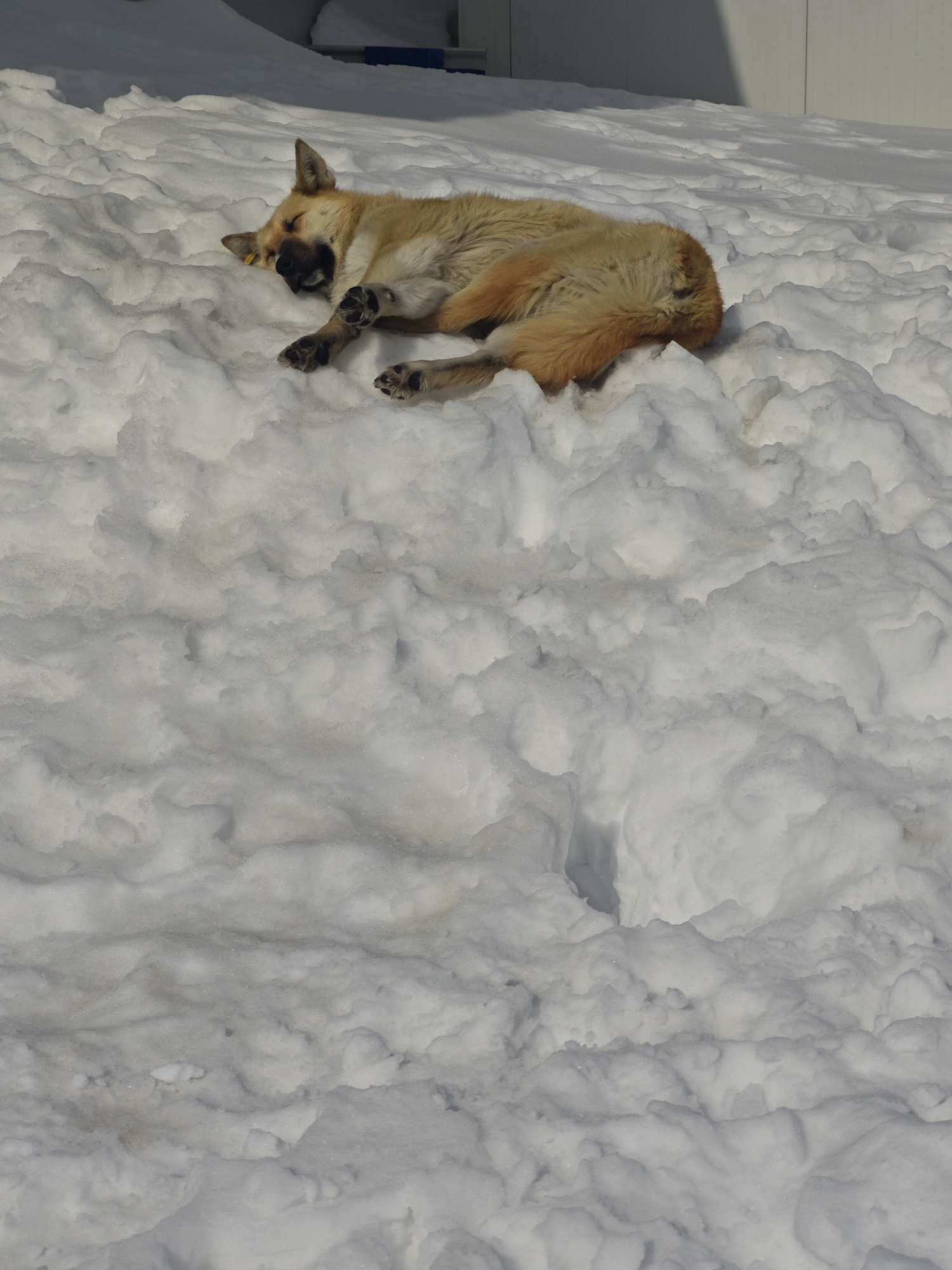 Dog sleeps on snow pile in Russian city