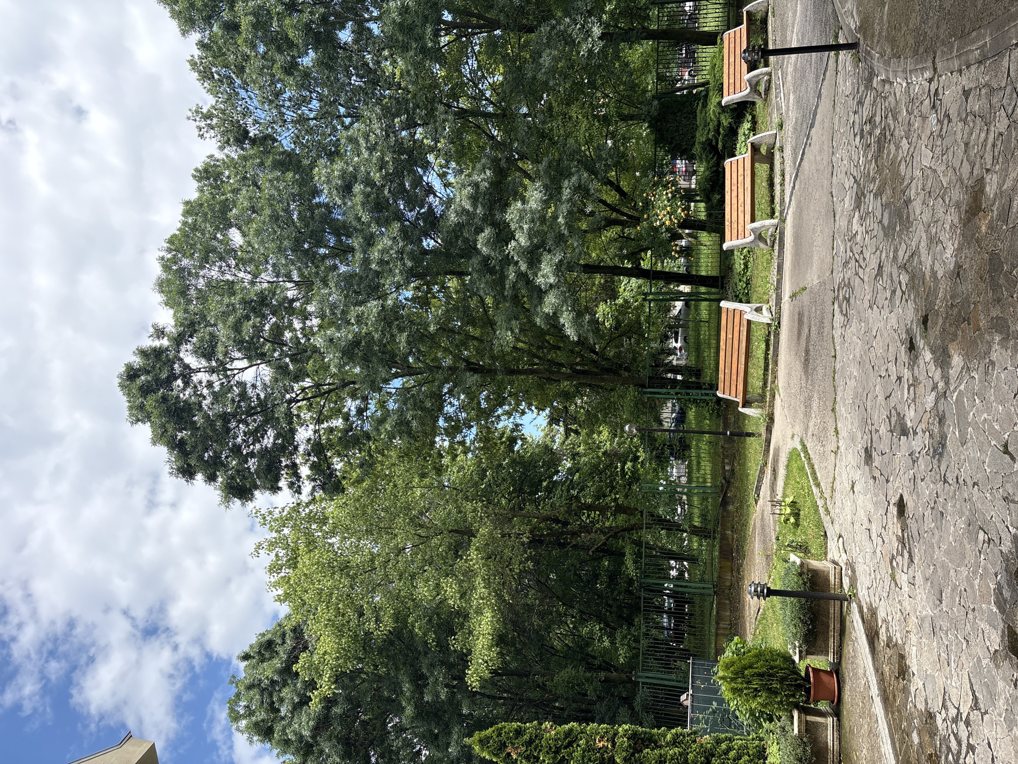 Park scene with mature trees and winding pathway documented