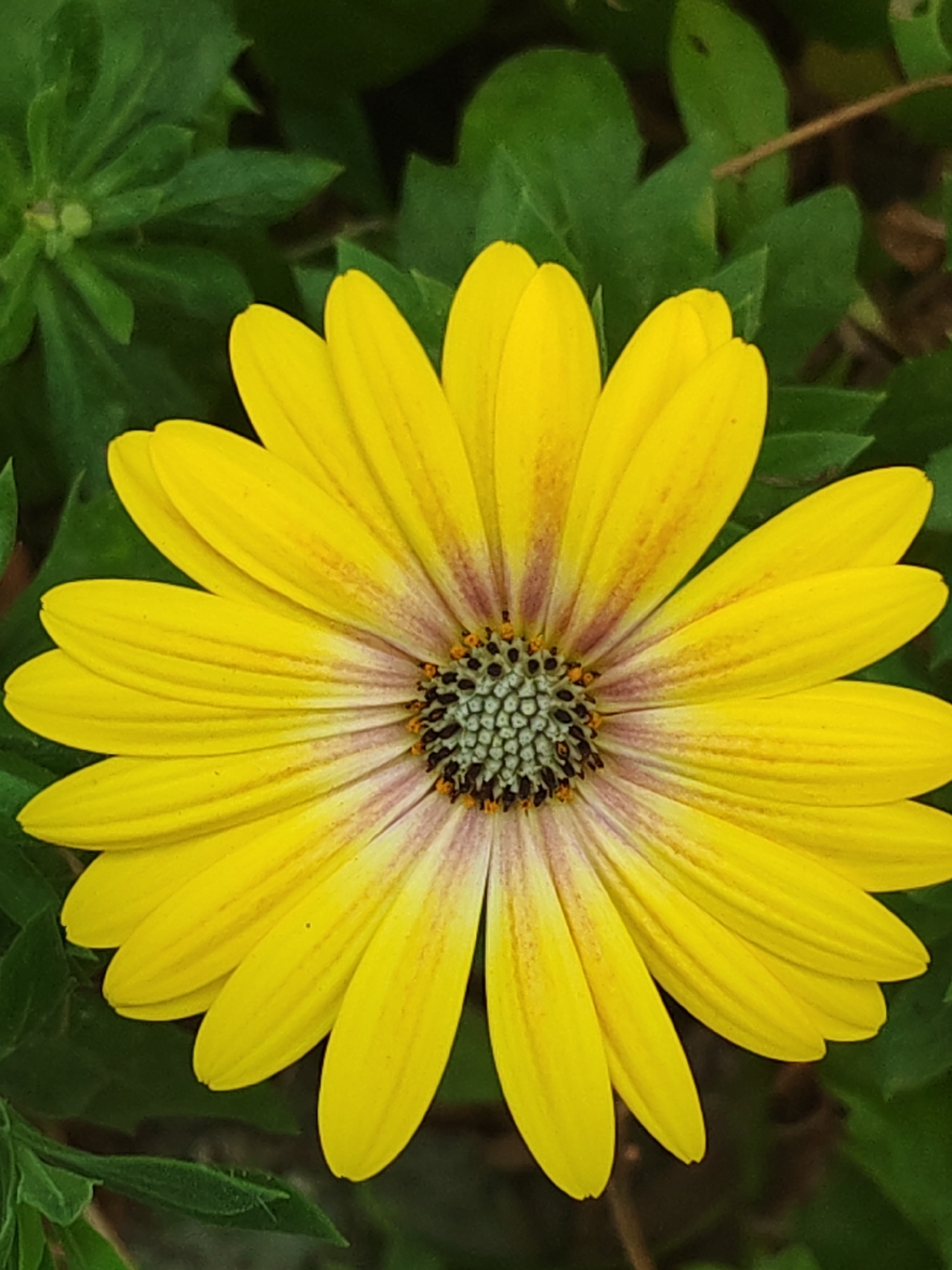 Macro flower photography in Sabunchu Raion, Azerbaijan
