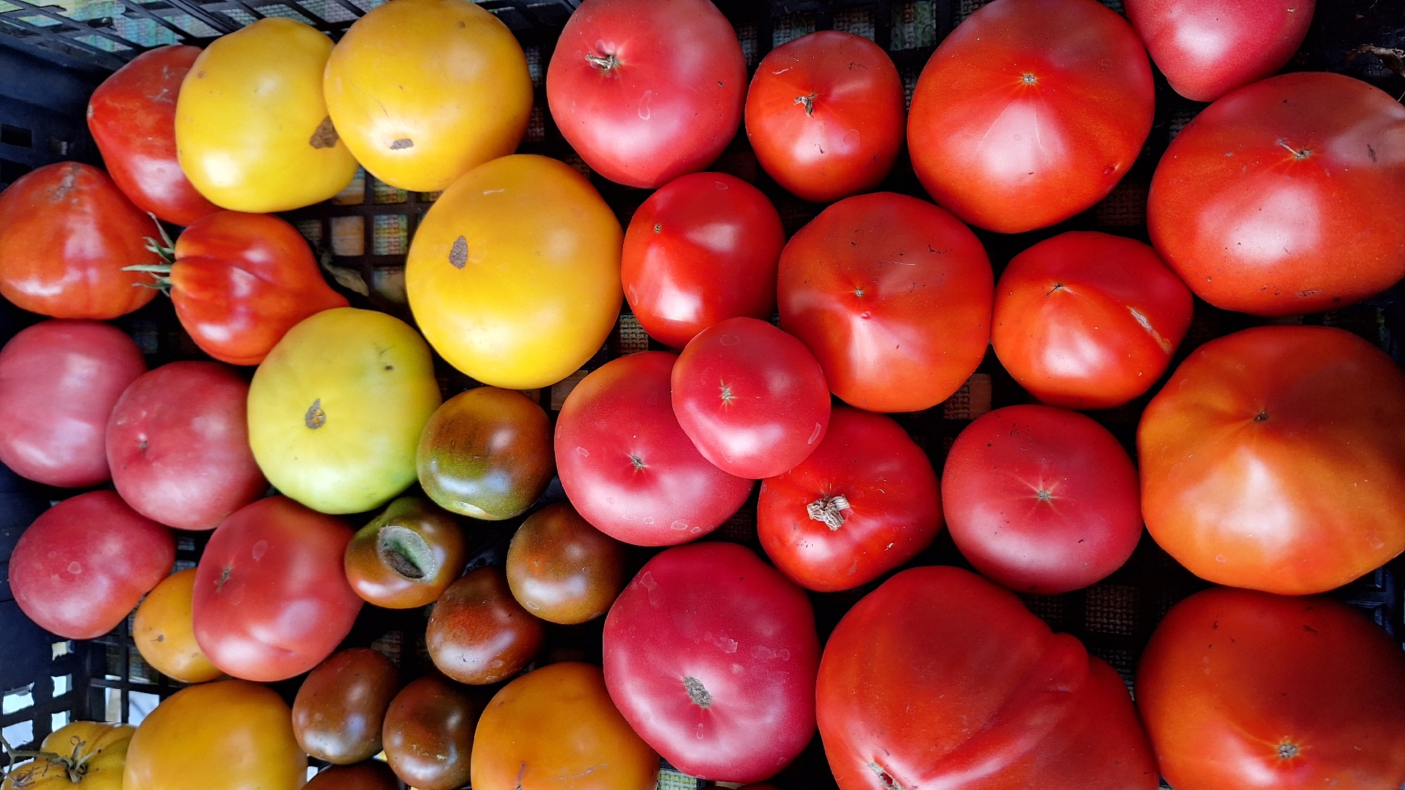 Summer garden in Ukraine: tomatoes, flowers, and kittens