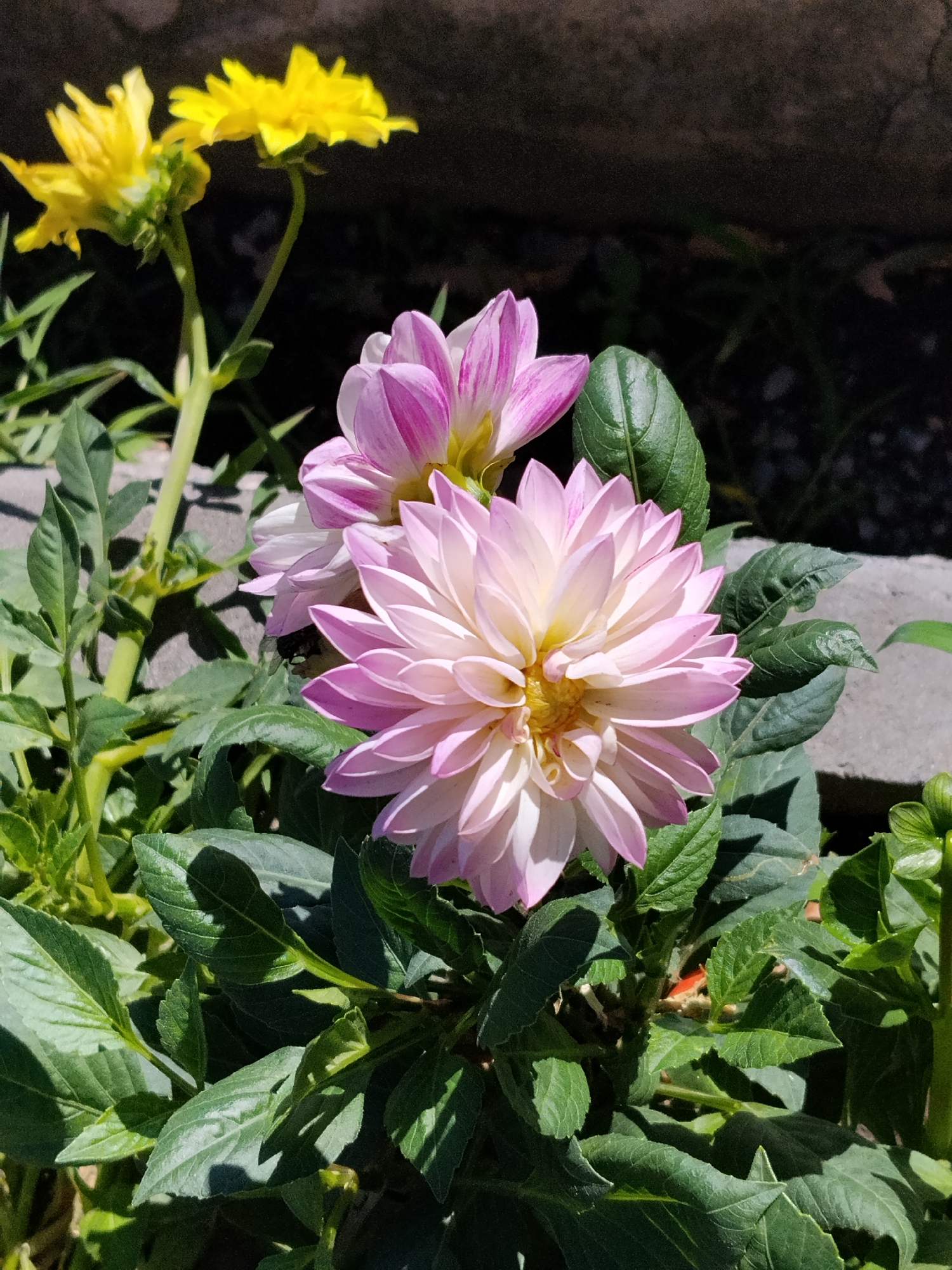 Flower close-ups and urban street scenes on a summer morning