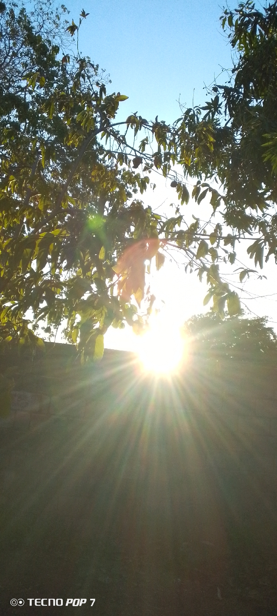Sunset documented through trees in Altagracia Venezuela evening