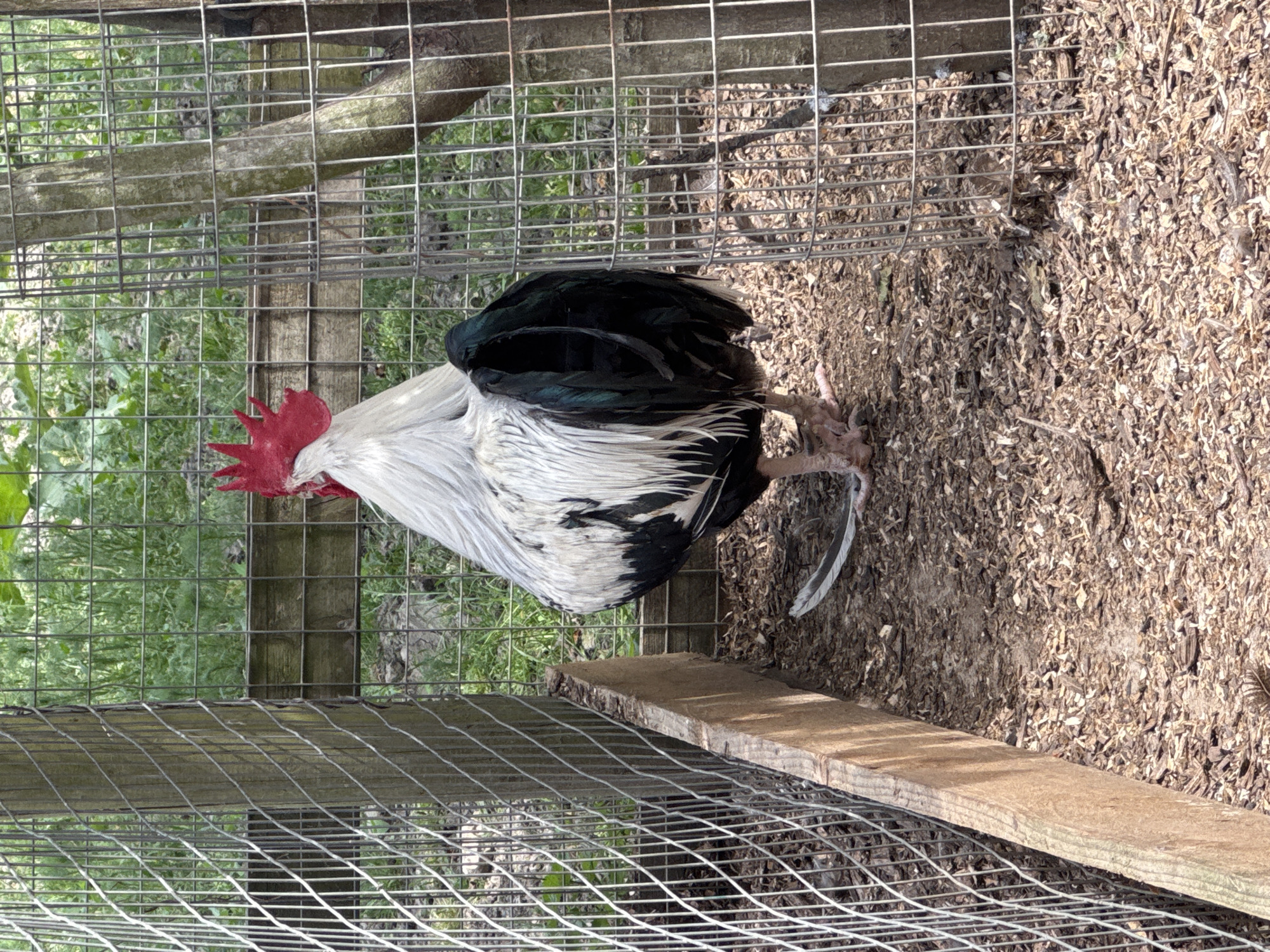 Farm animals observed in London enclosures during midday