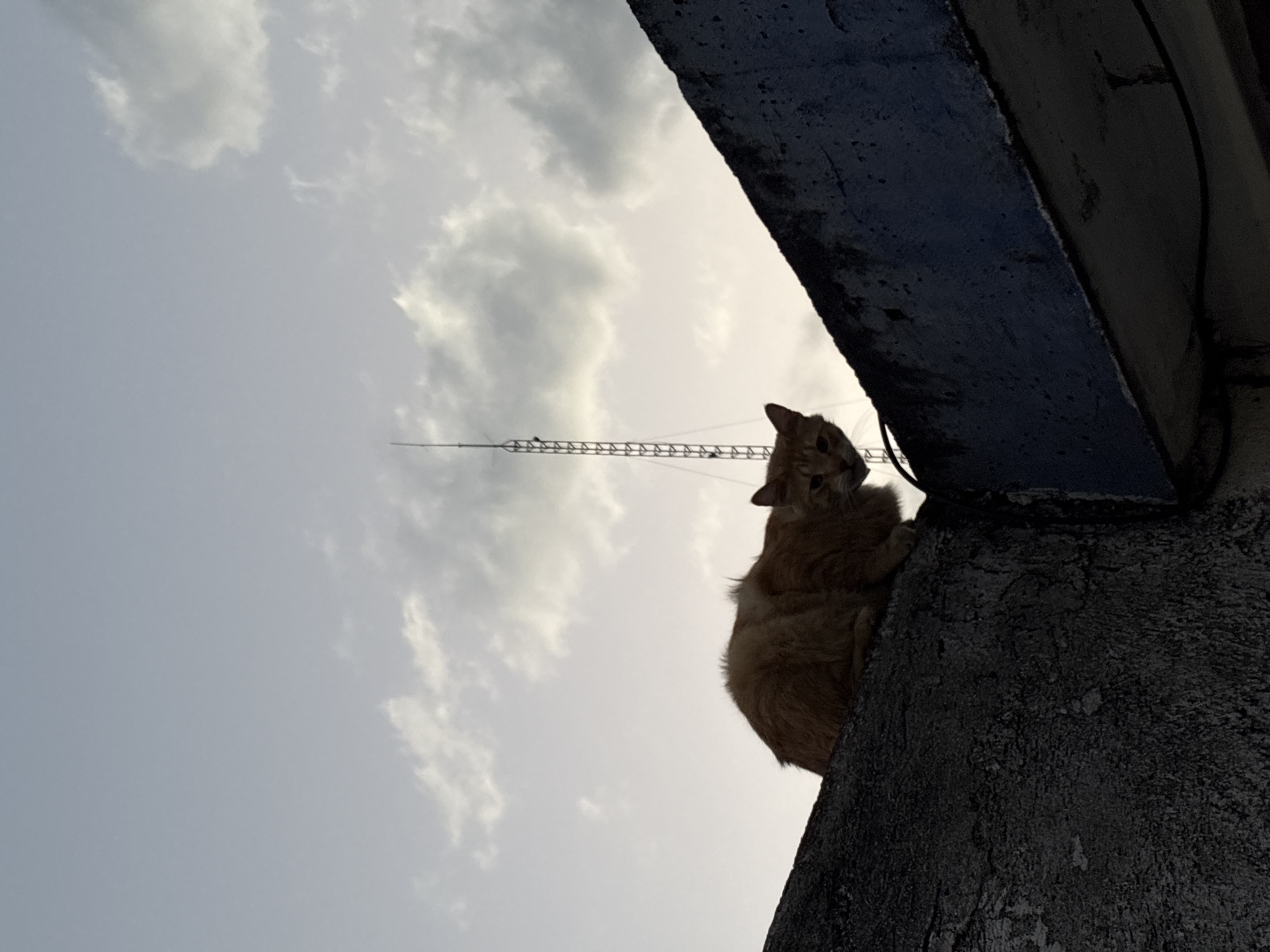 Orange cat sits on concrete structure in Jiutepec
