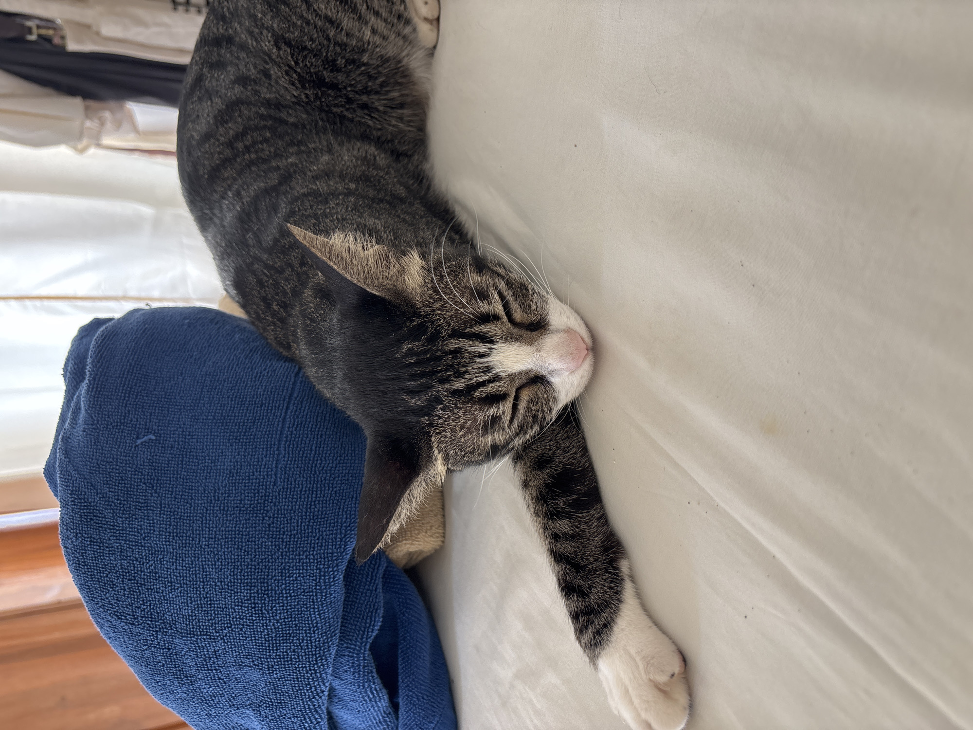 Cat with seashell necklace photographed sleeping, interacting in Kuta