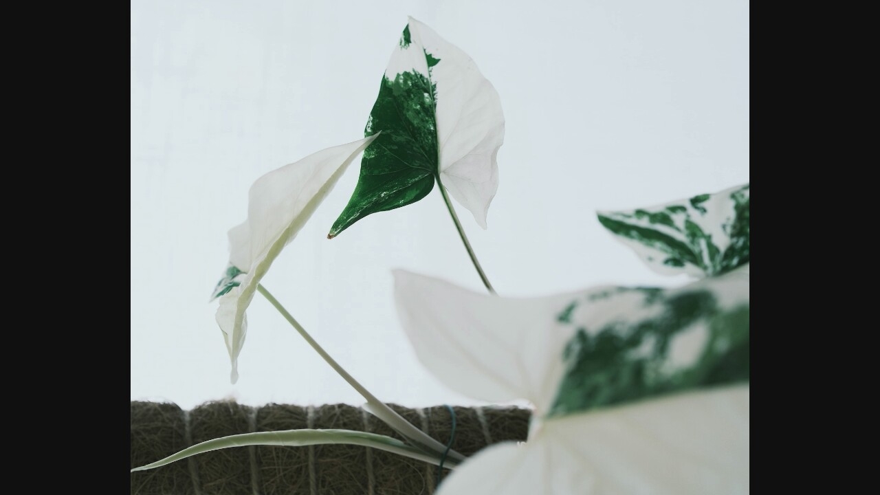 Pets, plants, and casual portraits from a morning scroll